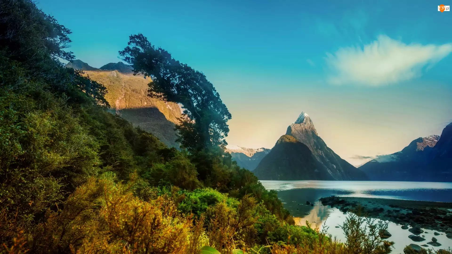 Góry, Nowa Zelandia, Roślinność, Milford