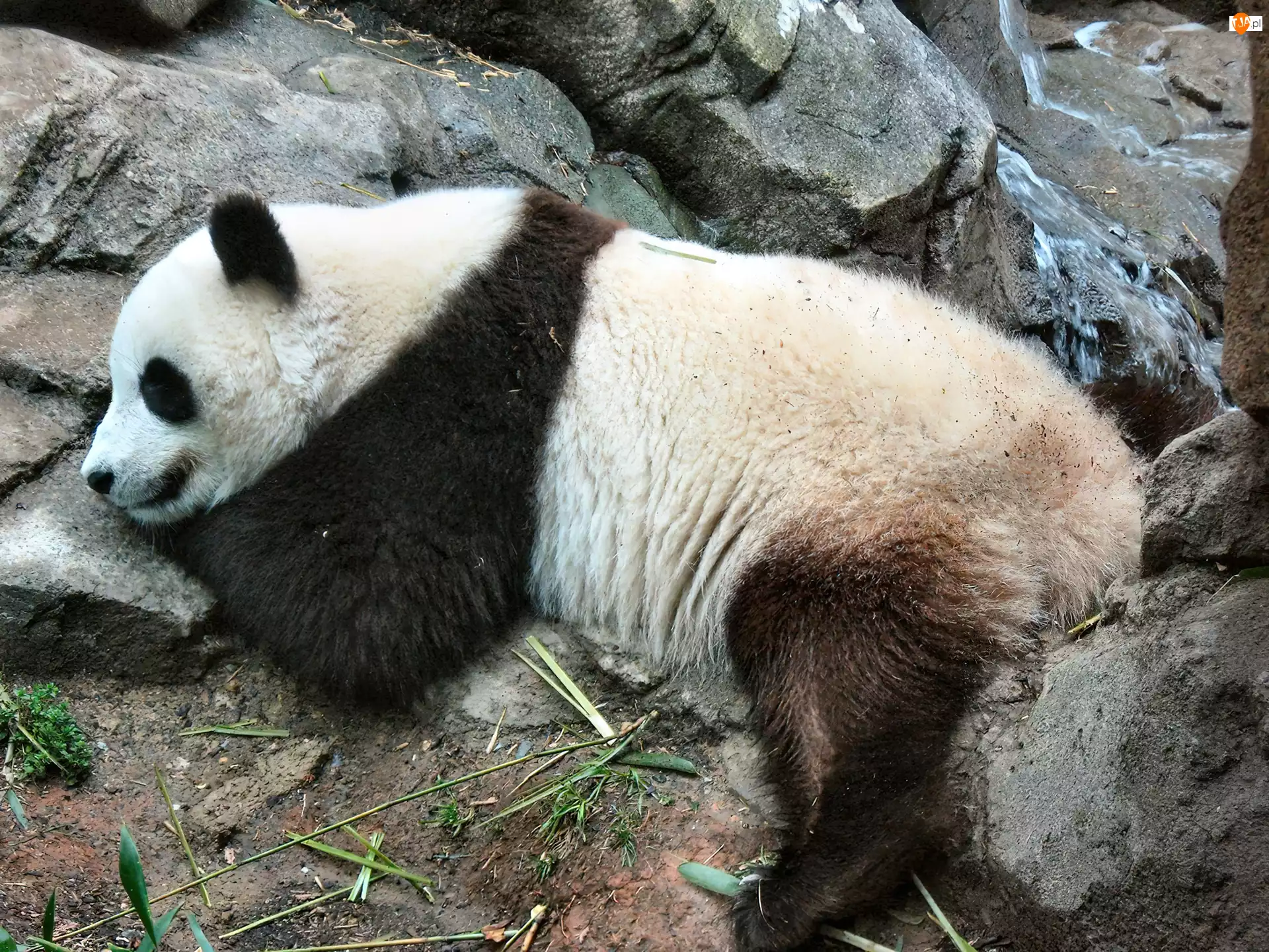 Wypoczywająca, Panda