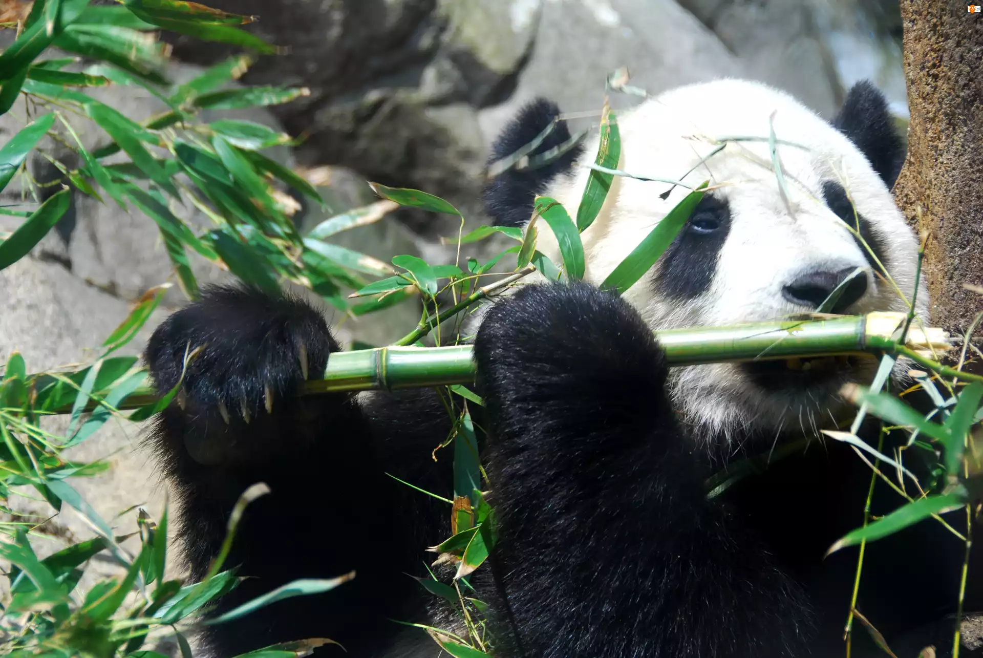 Bambus, Panda, Jedząca