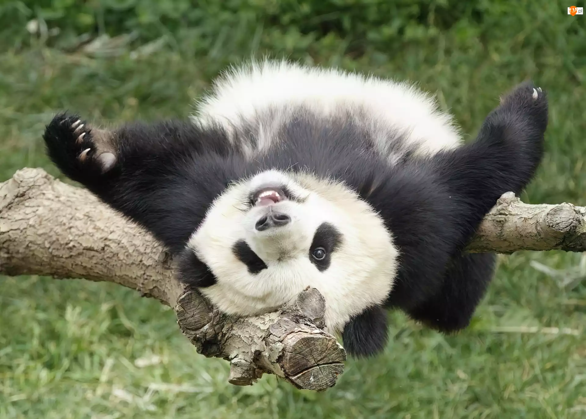 Leżakowanie, Panda, Drzewo