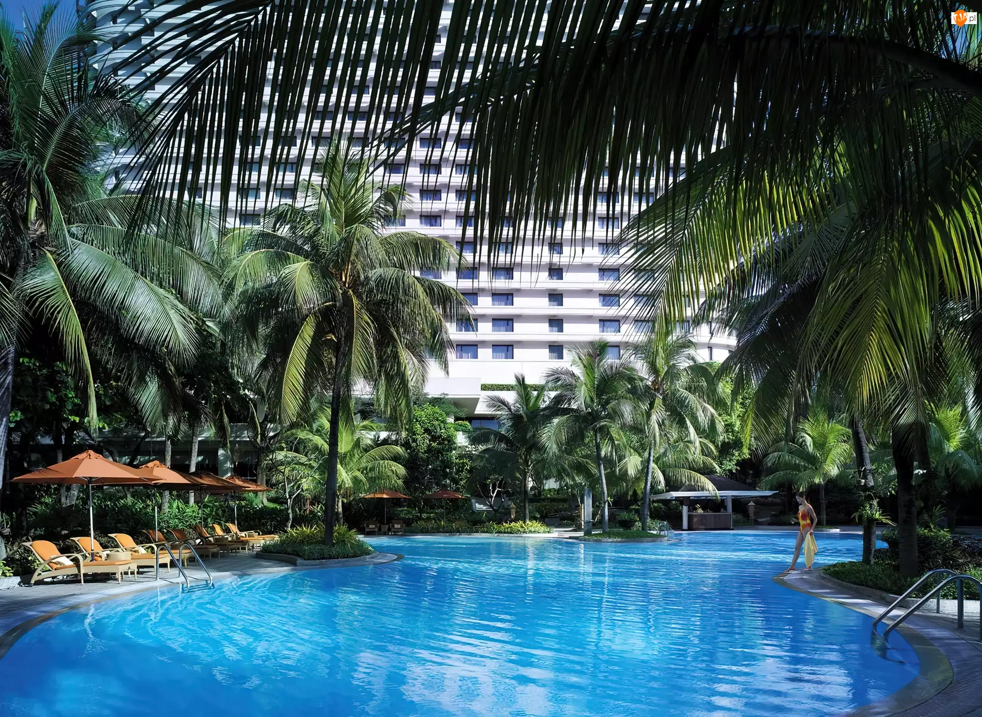 Palmy, Tajlandia, Basen, Hotel, Bangkok