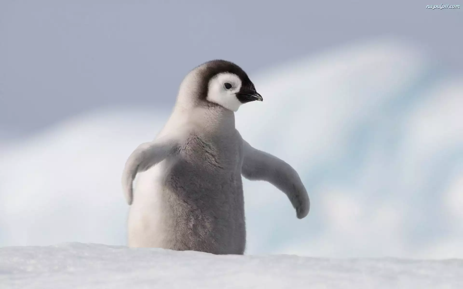 Śnieg, Mały, Pingwin