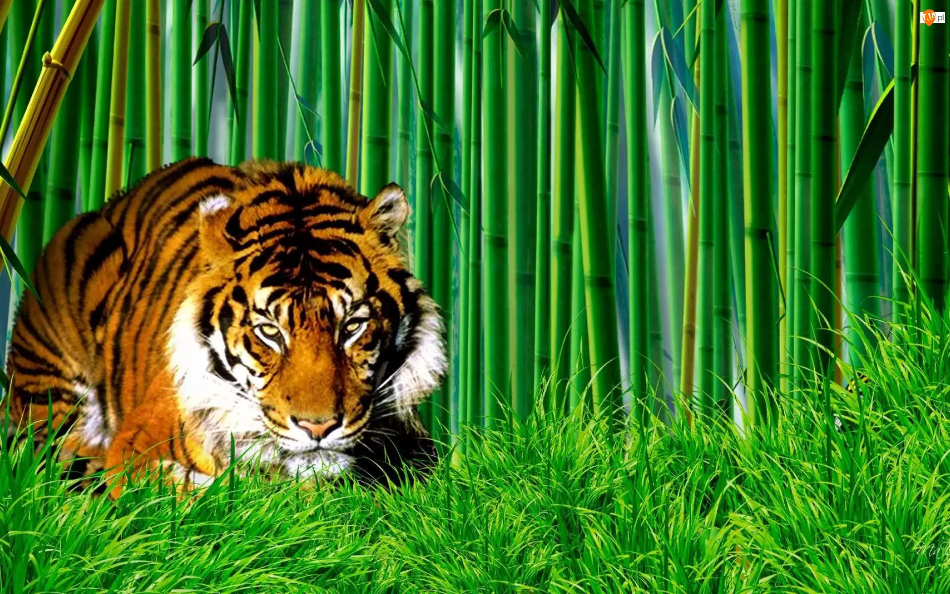 Trawa, Tygrys, Bambus