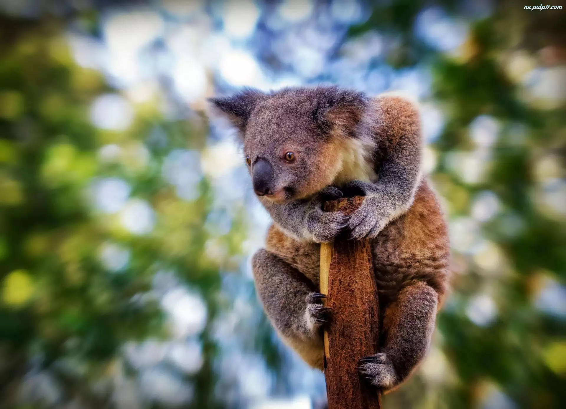 Drzewo, Koala