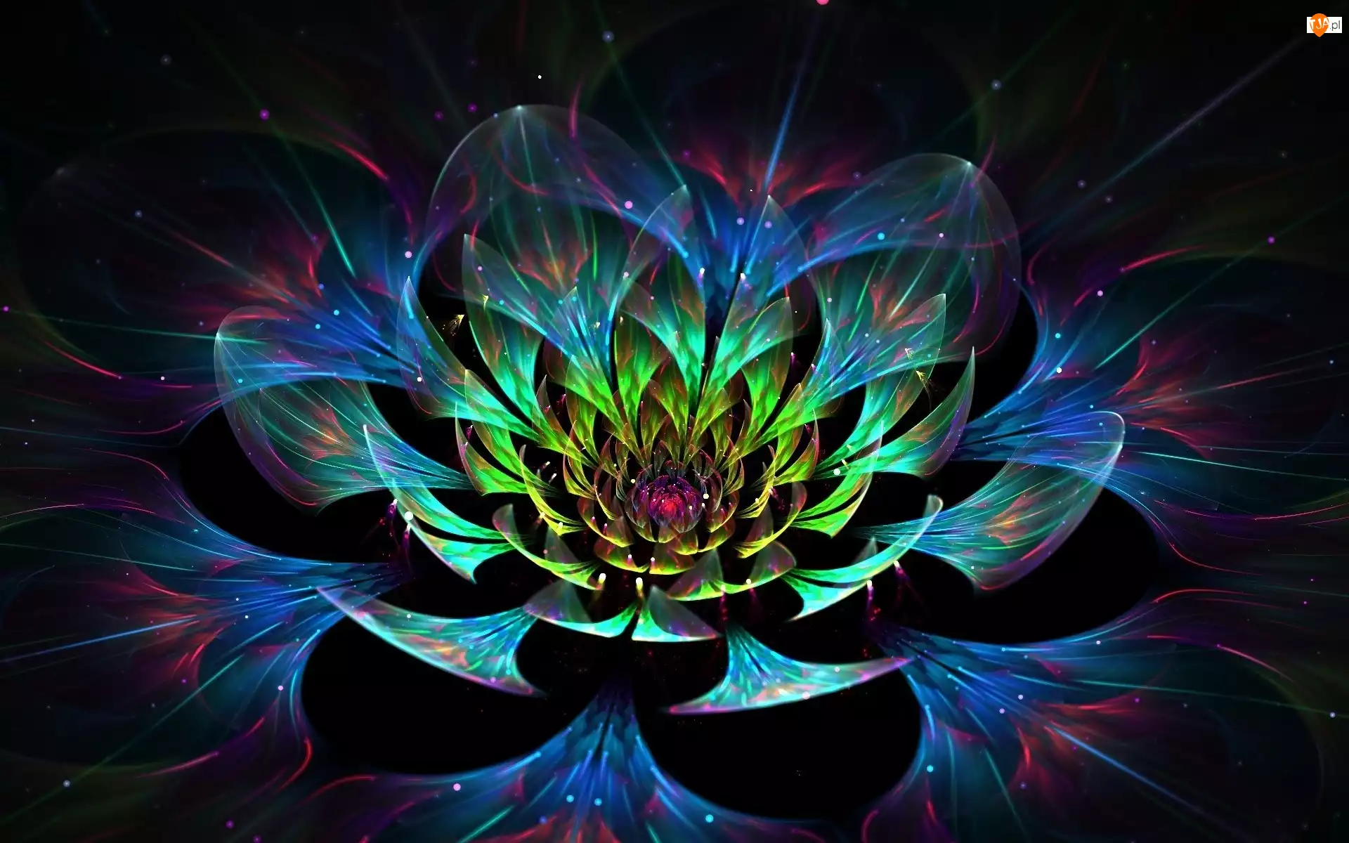 Lotosu, 3D, Kwiat