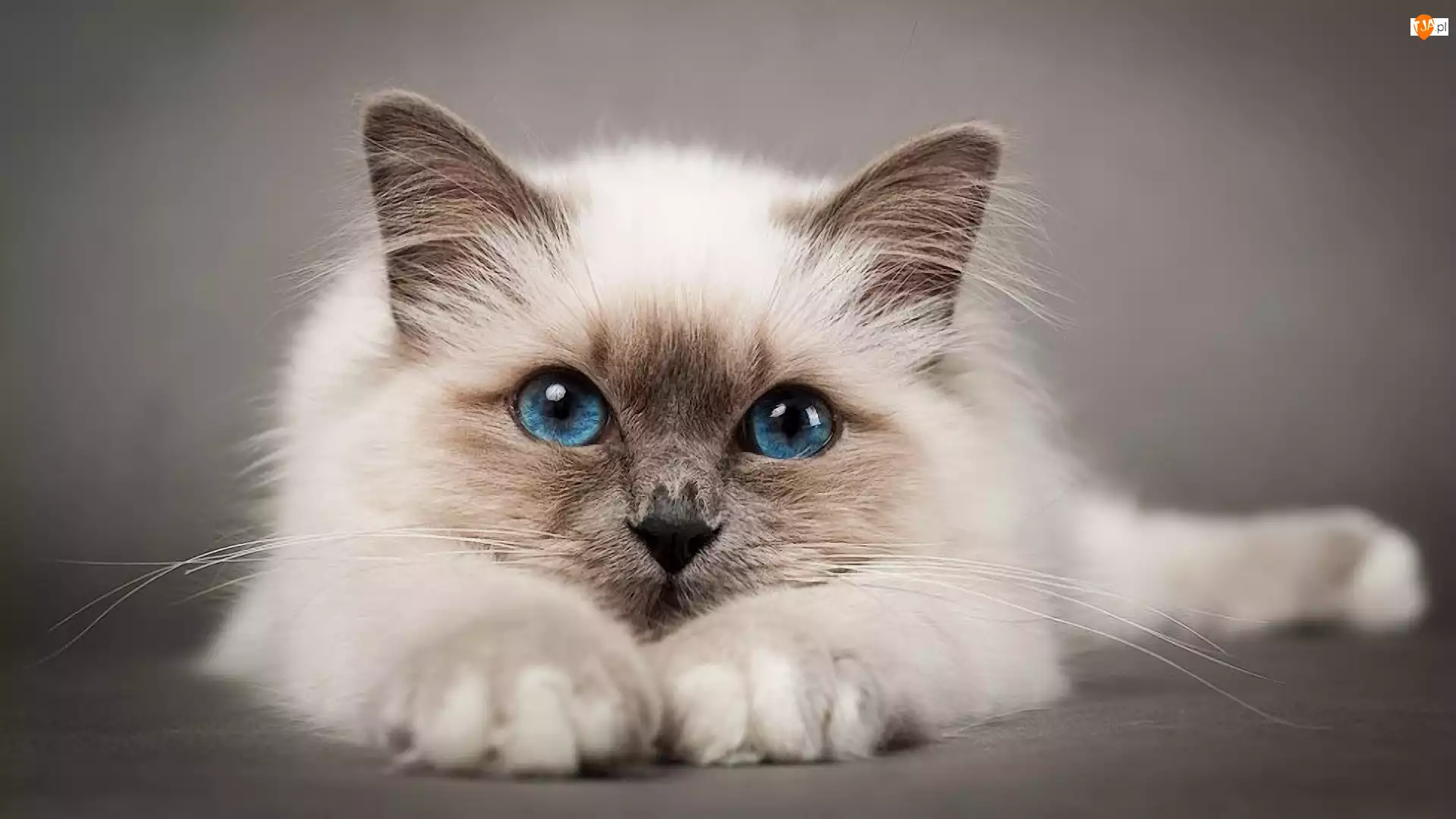 Kot syjamski, Zbliżenie, Niebieskie, Oczy