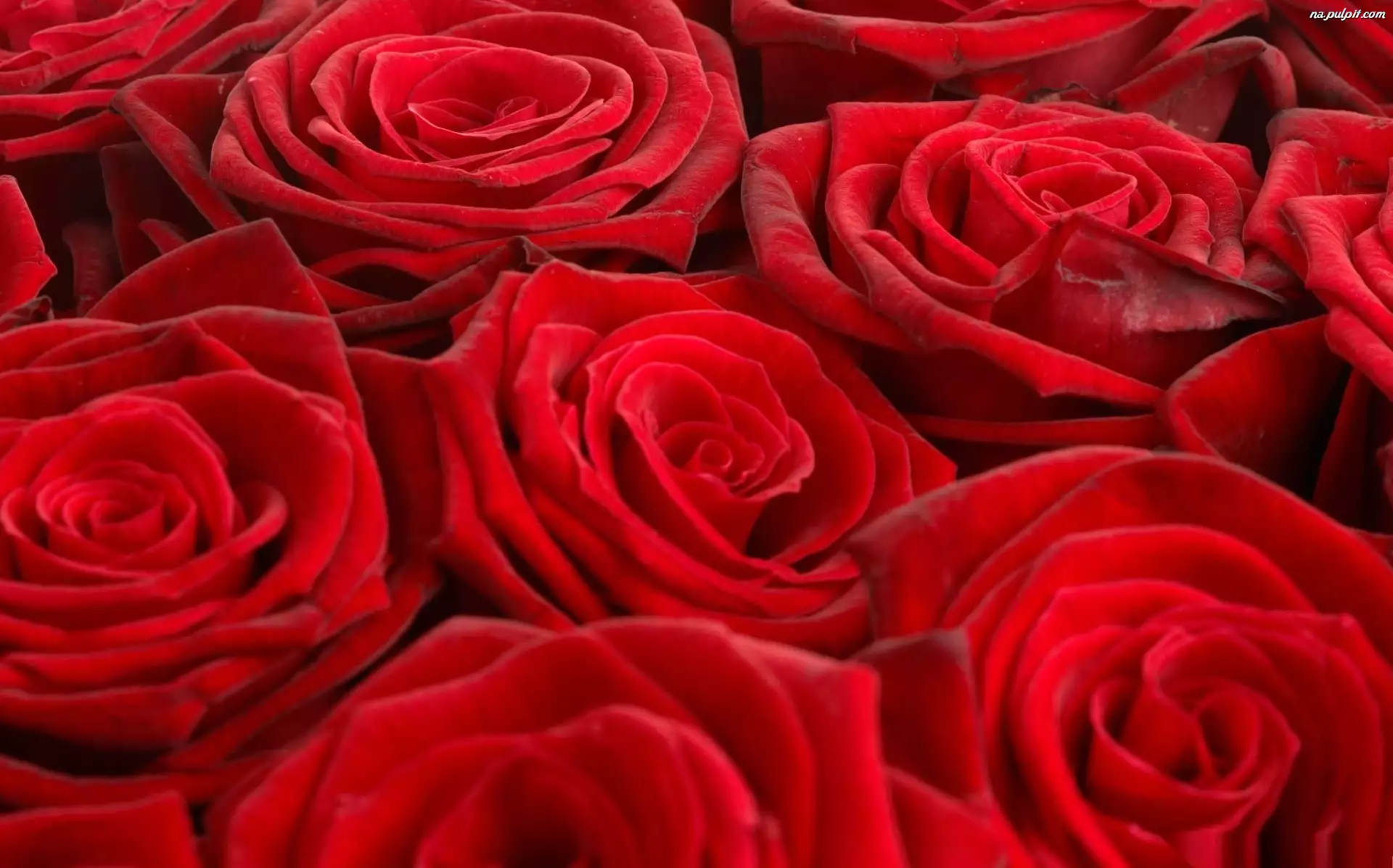 Czerwone, Róże