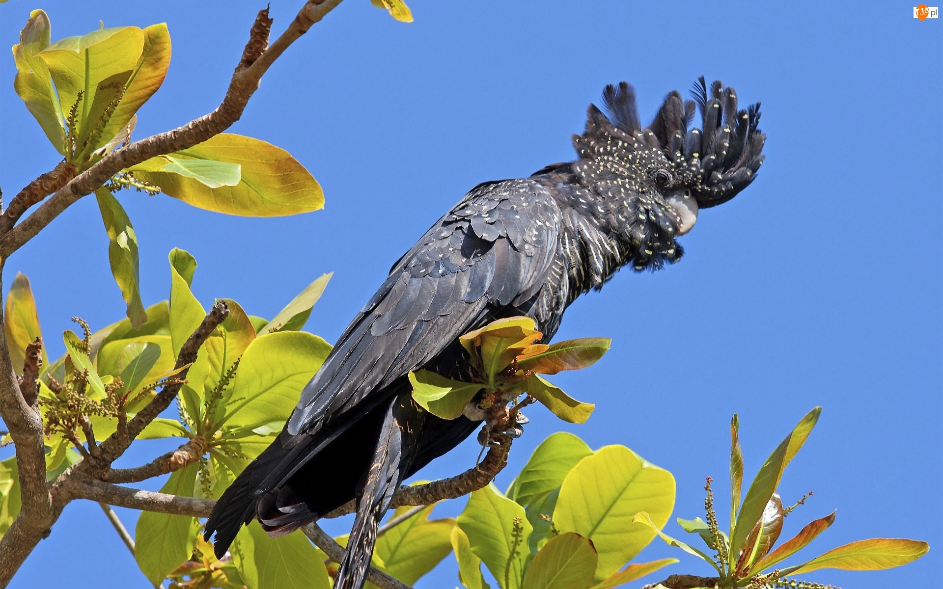 Gałązki, Papuga, Kakadu