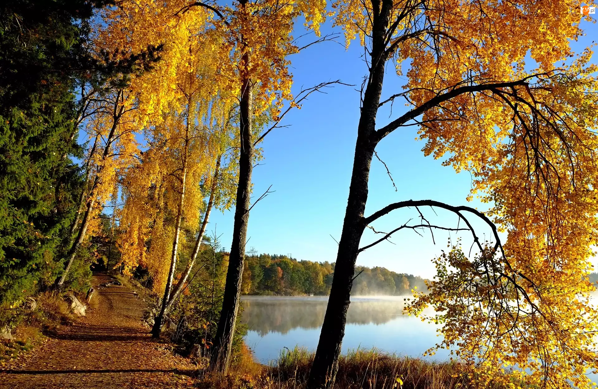 Drzewa, Jesień, Poranek, Jezioro, Mgła
