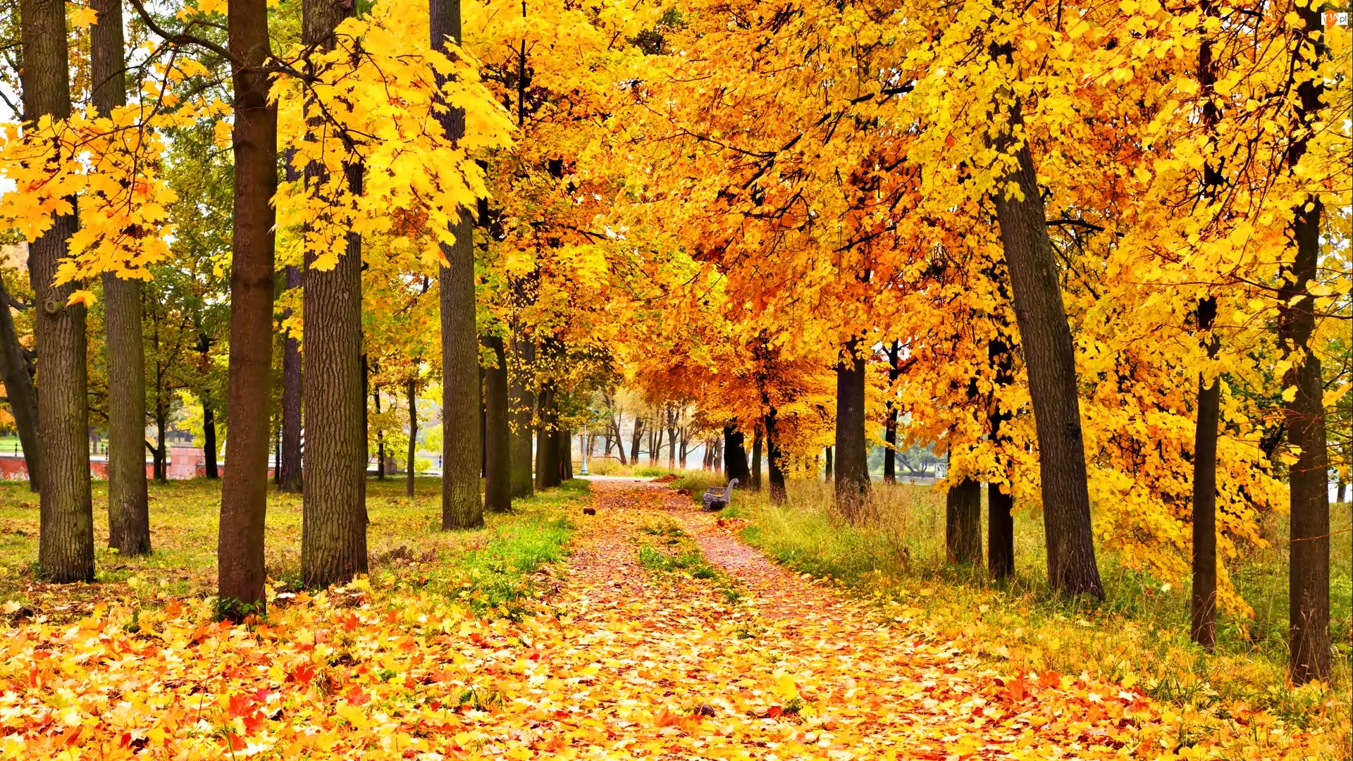 Liście, Jesień, Alejka, Park, Drzewa