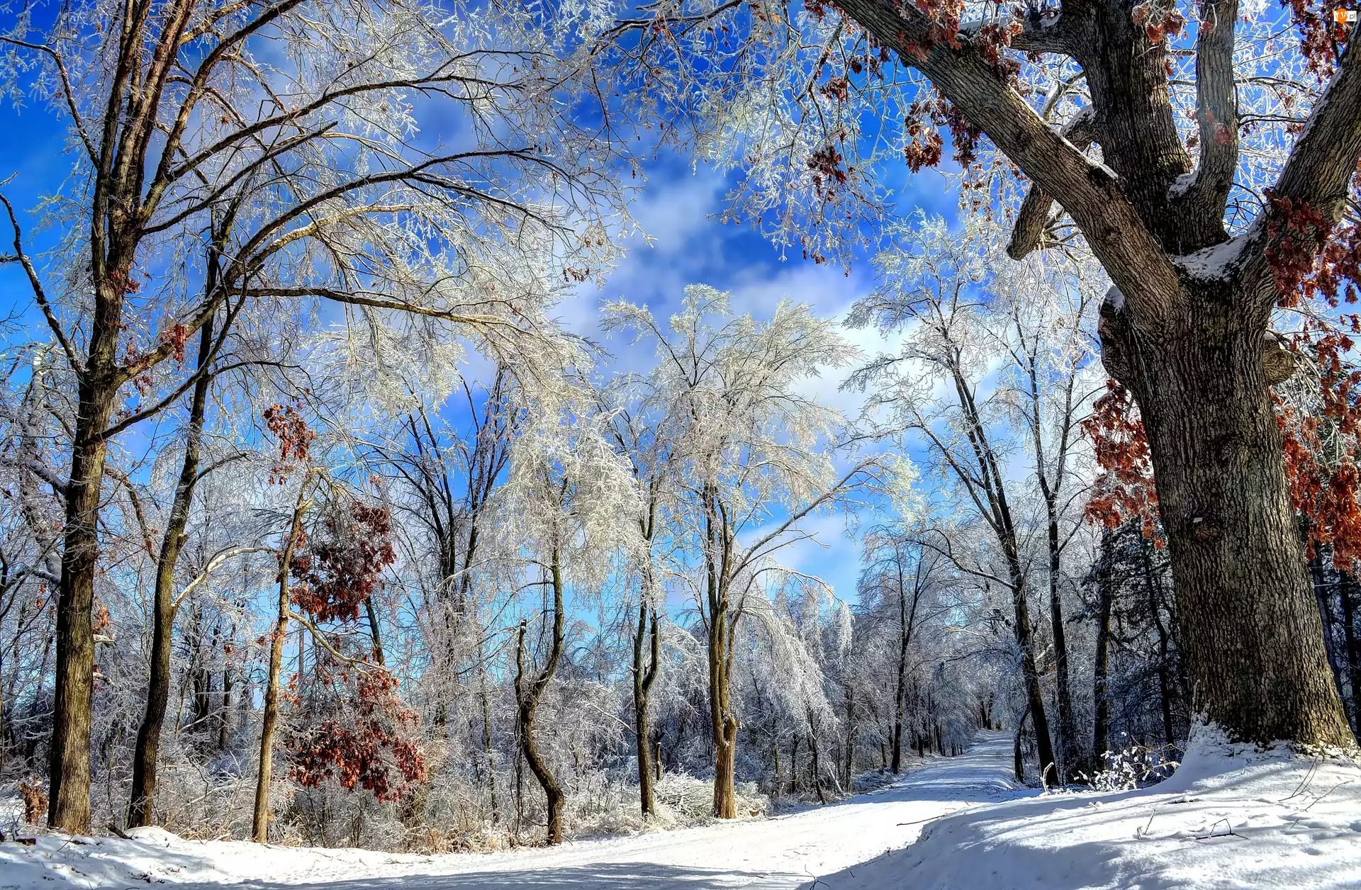 Zima, Drzewa, Droga, Ośnieżone
