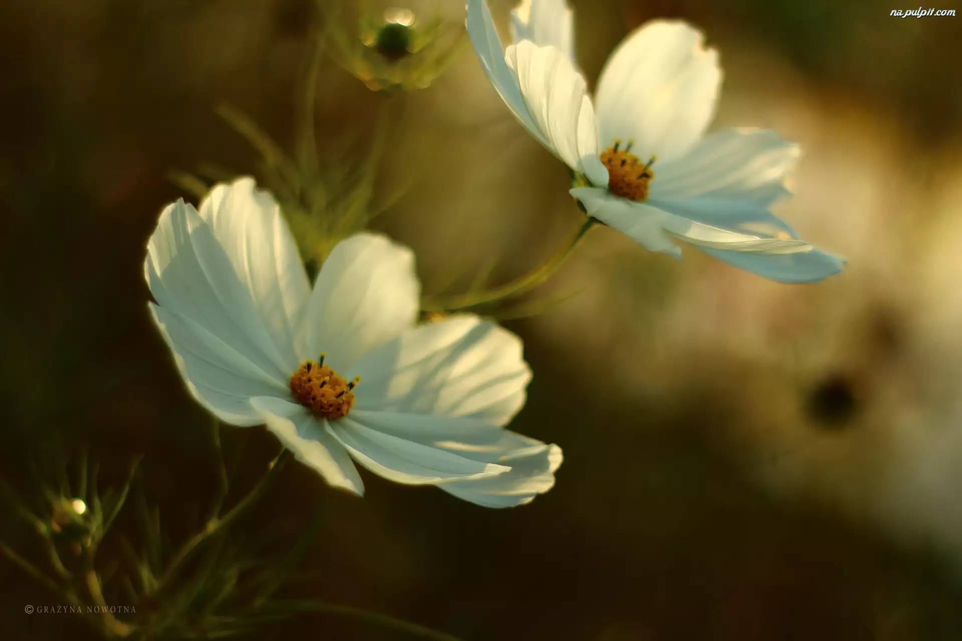 Kwiaty, Kosmea, Białe