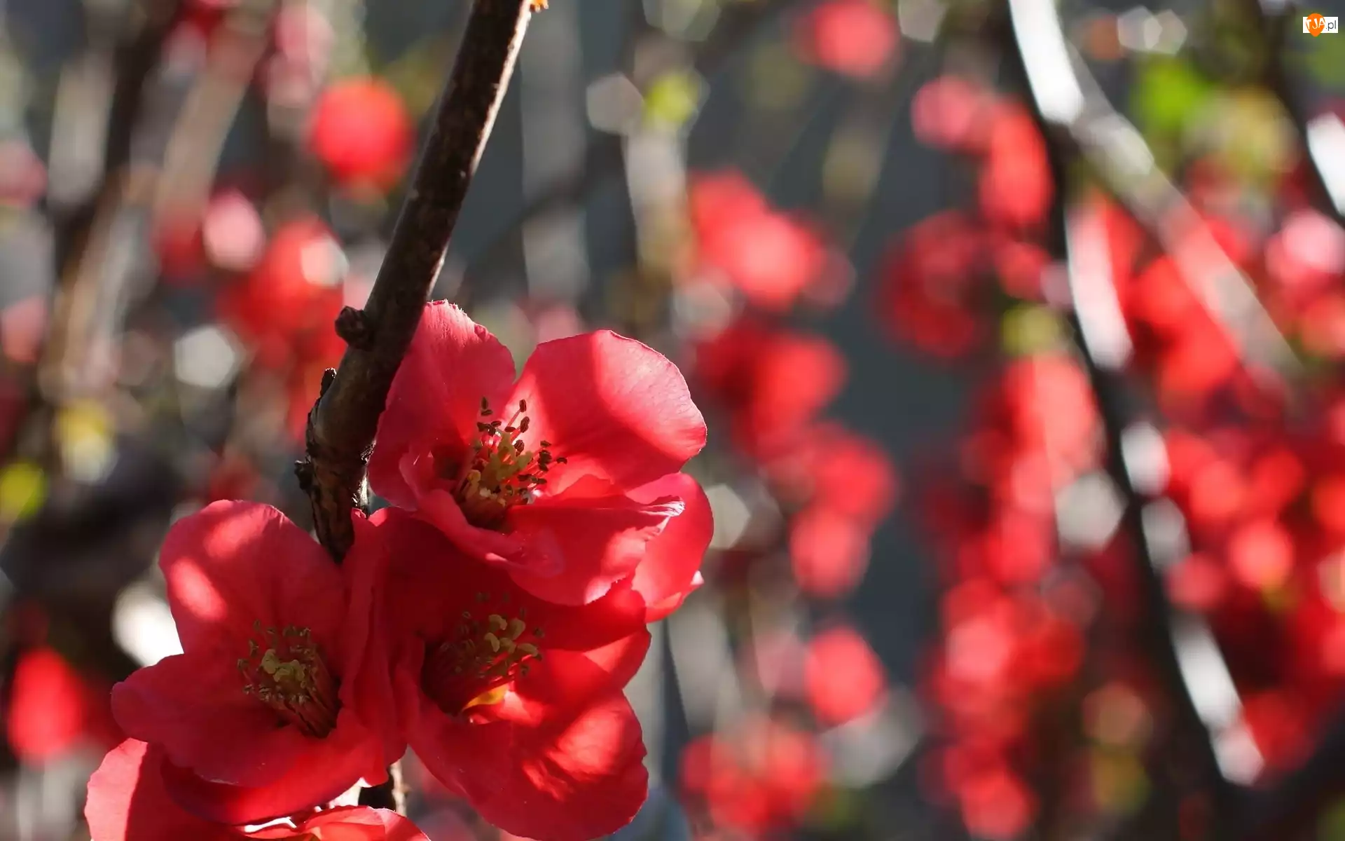 Krzew, Pigwowiec japoński, Czerwone, Kwiatki