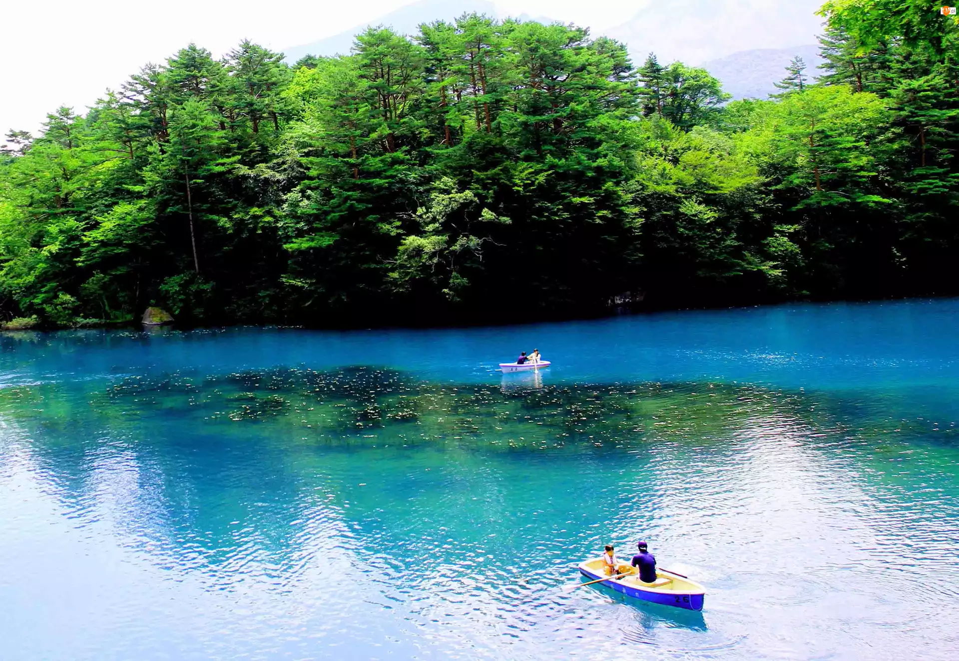 Jezioro, Japonia, Drzewa, Łódki