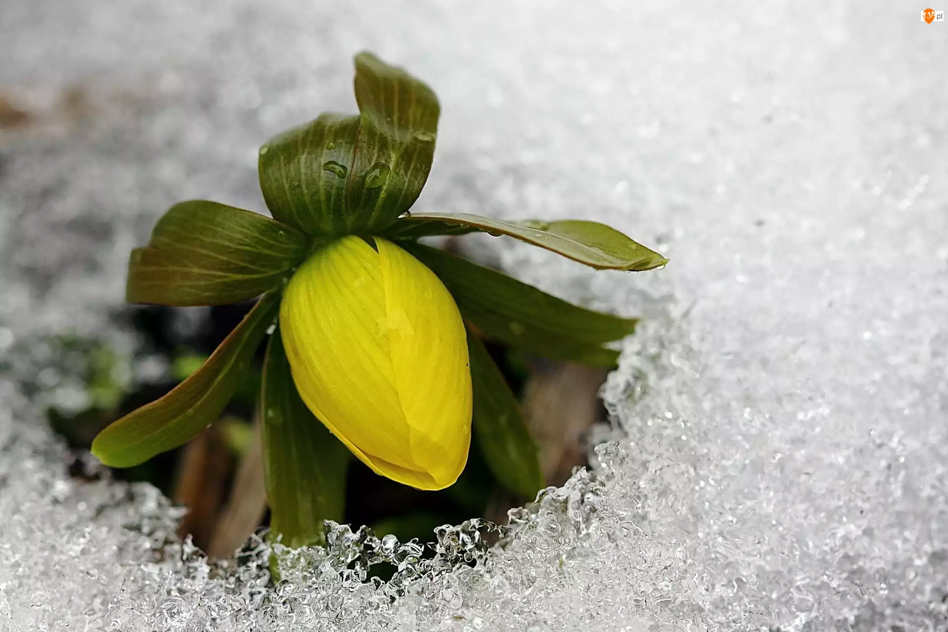 Kwiat, Liście, Śnieg, Lód