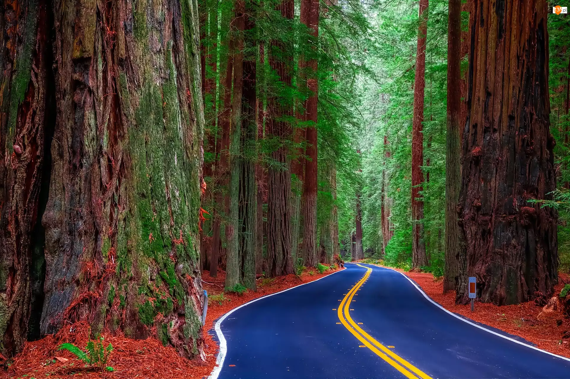 Las, Drzewa, Stan Kalifornia, Niebieska, Stany Zjednoczone, Nawierzchnia, Park Narodowy Redwood, Sekwoje