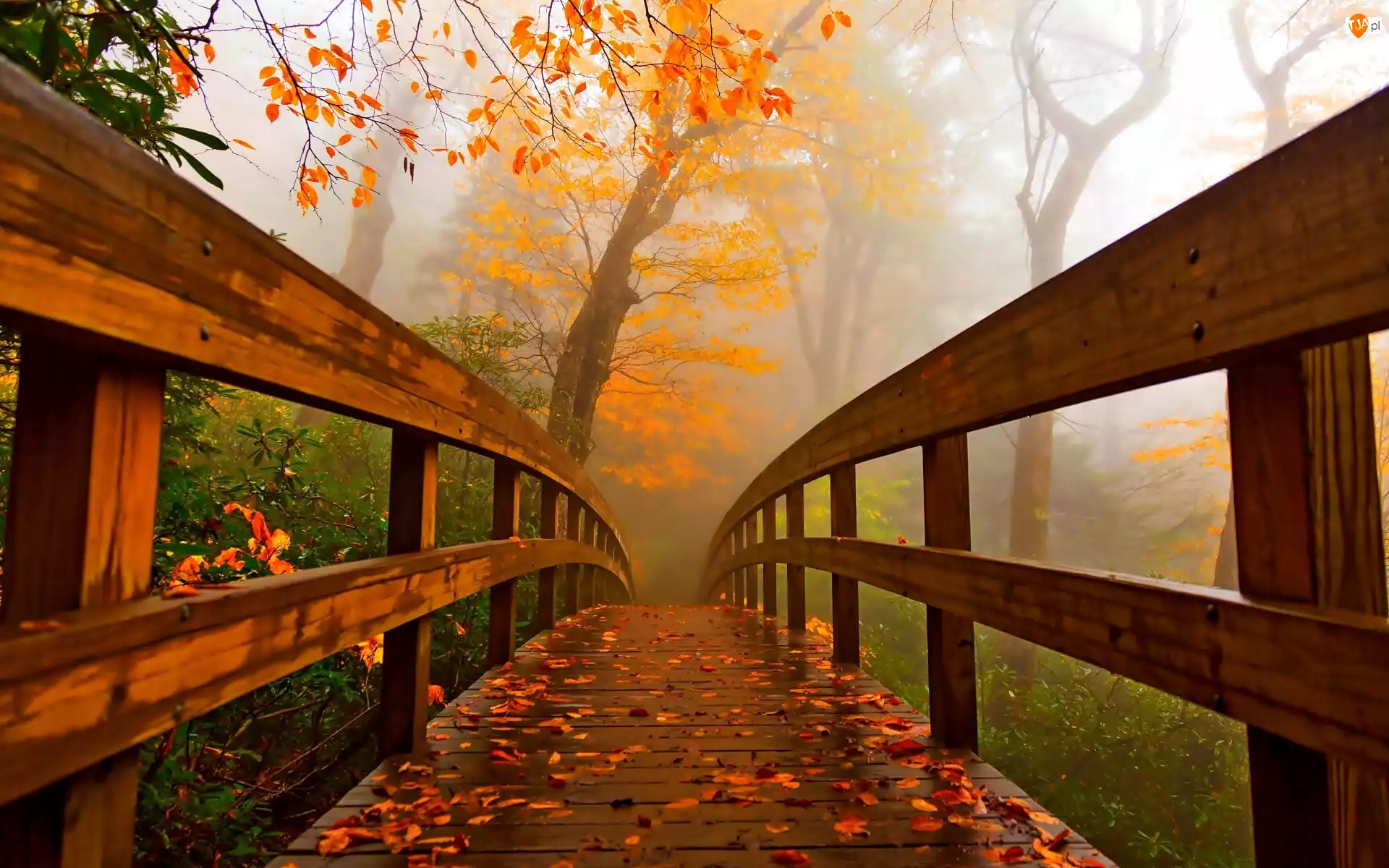 Jesień, Drzewa, Drewniany, Mgła, Most, Park