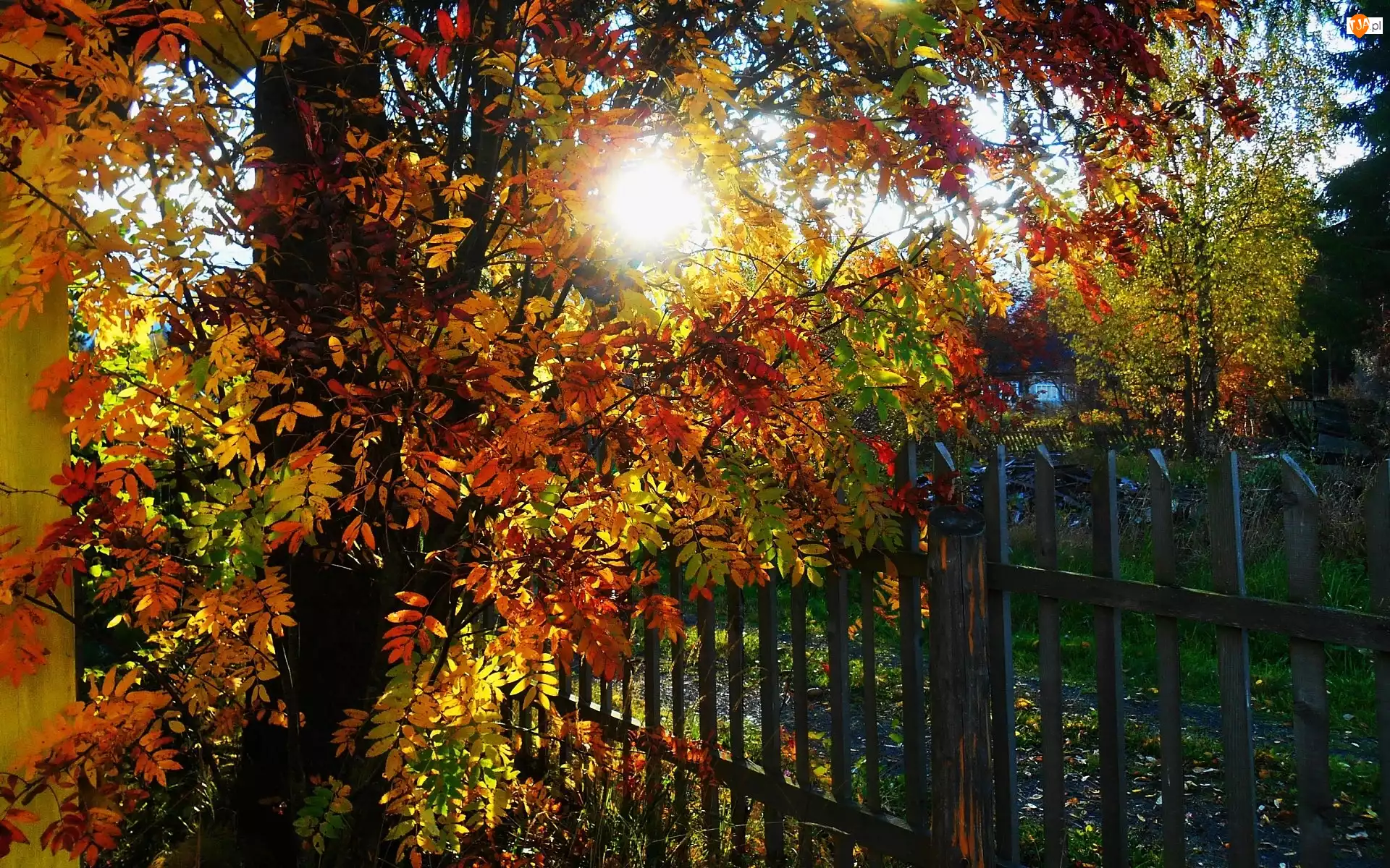 Jesień, Słońce, Ogród, Drzewo