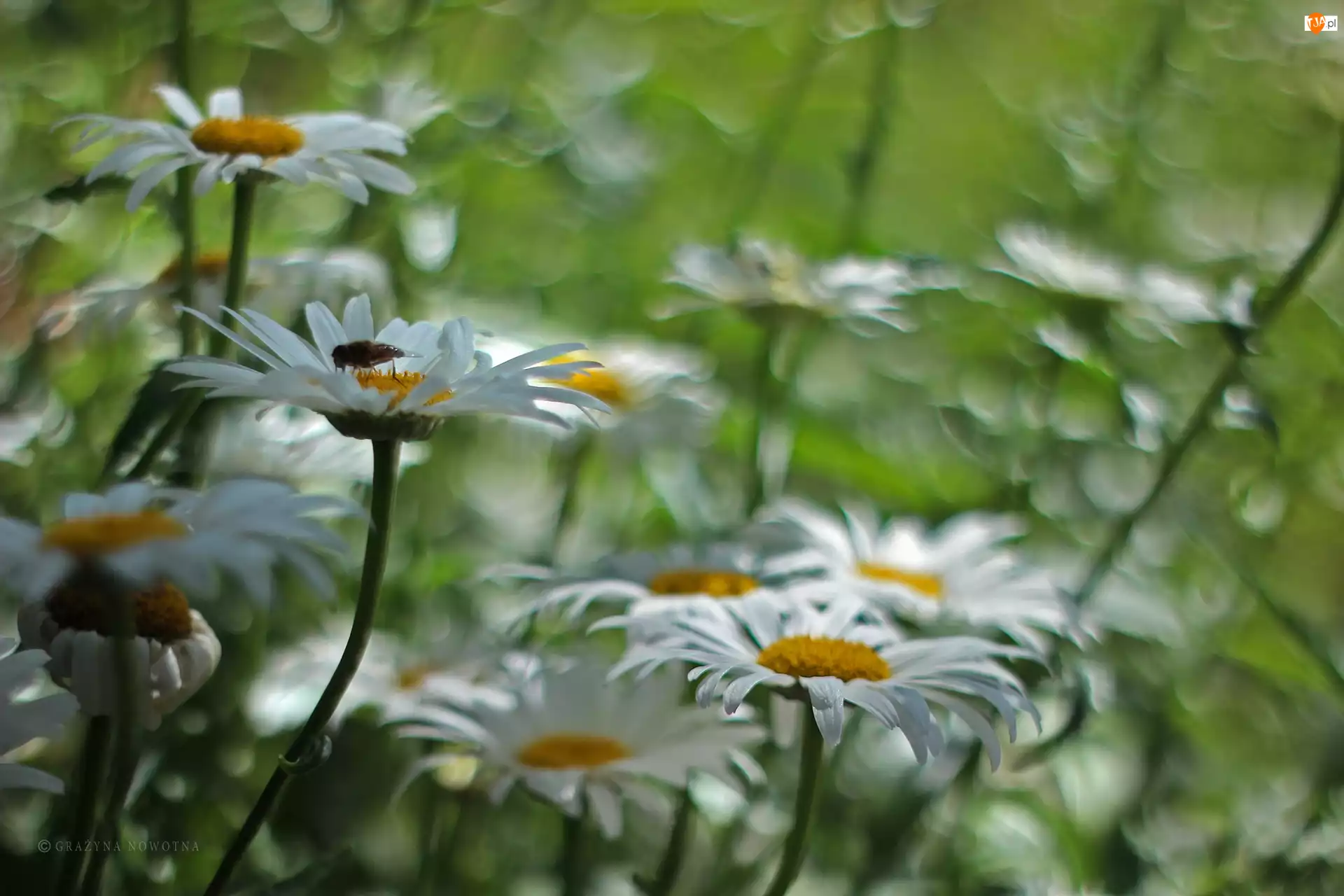 Kwiaty, Margerytka, Białe