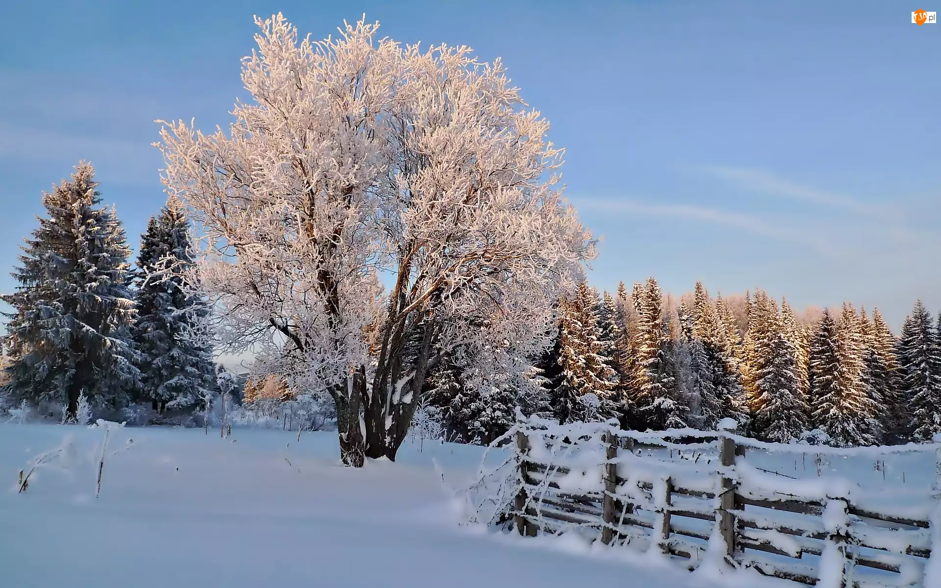 Ogrodzenie, Zima, Las, Śnieg, Drzewa