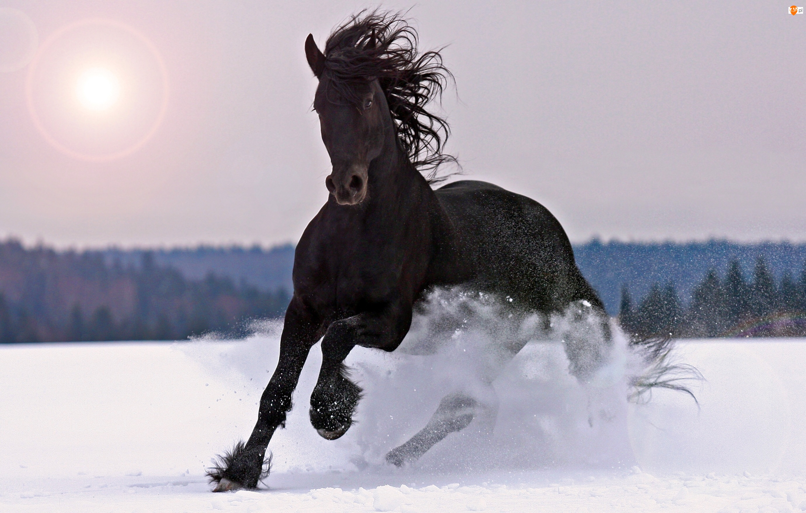 Śnieg, Czarny, Koń