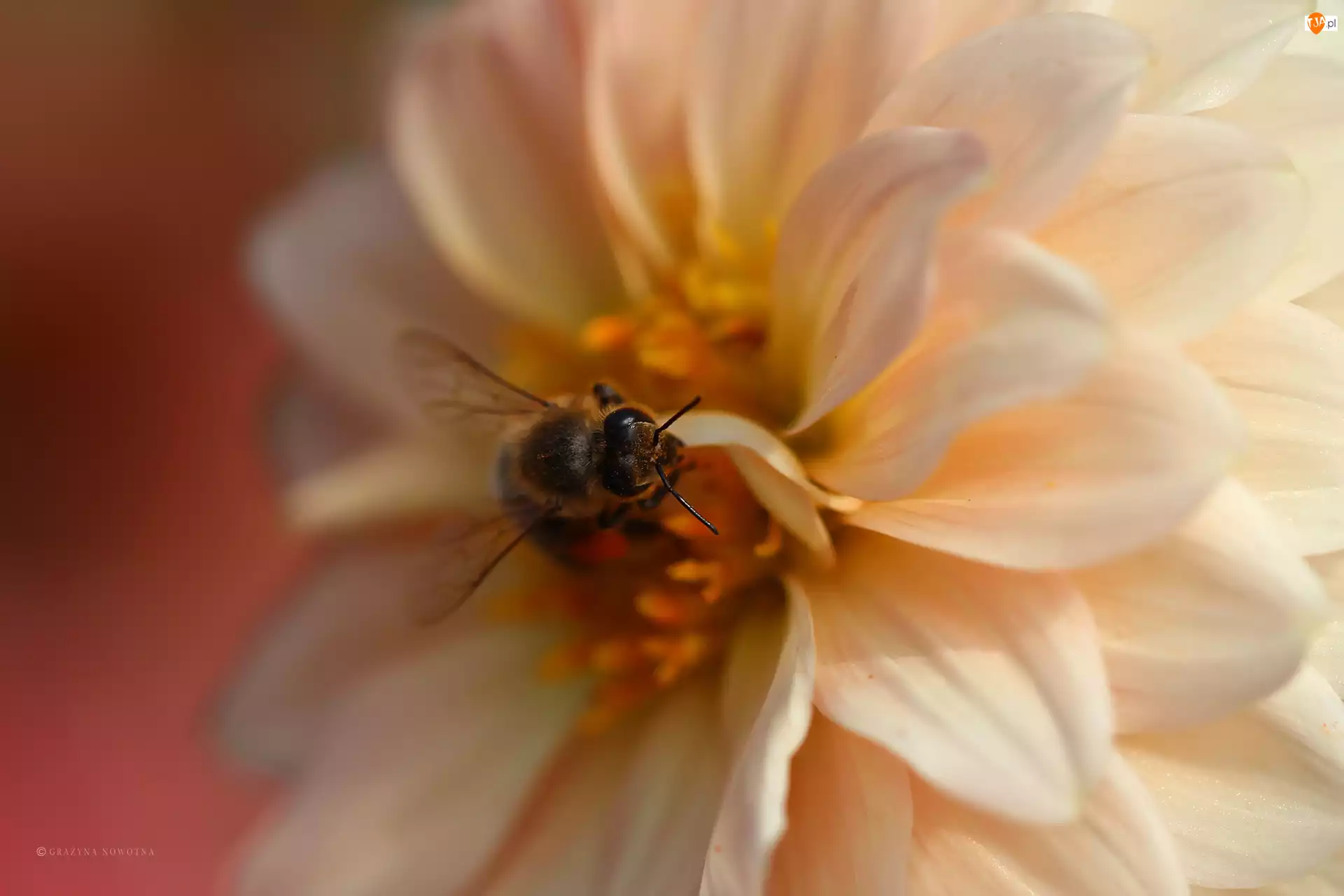 Pszczoła, Kwiat, Owad, Dalia