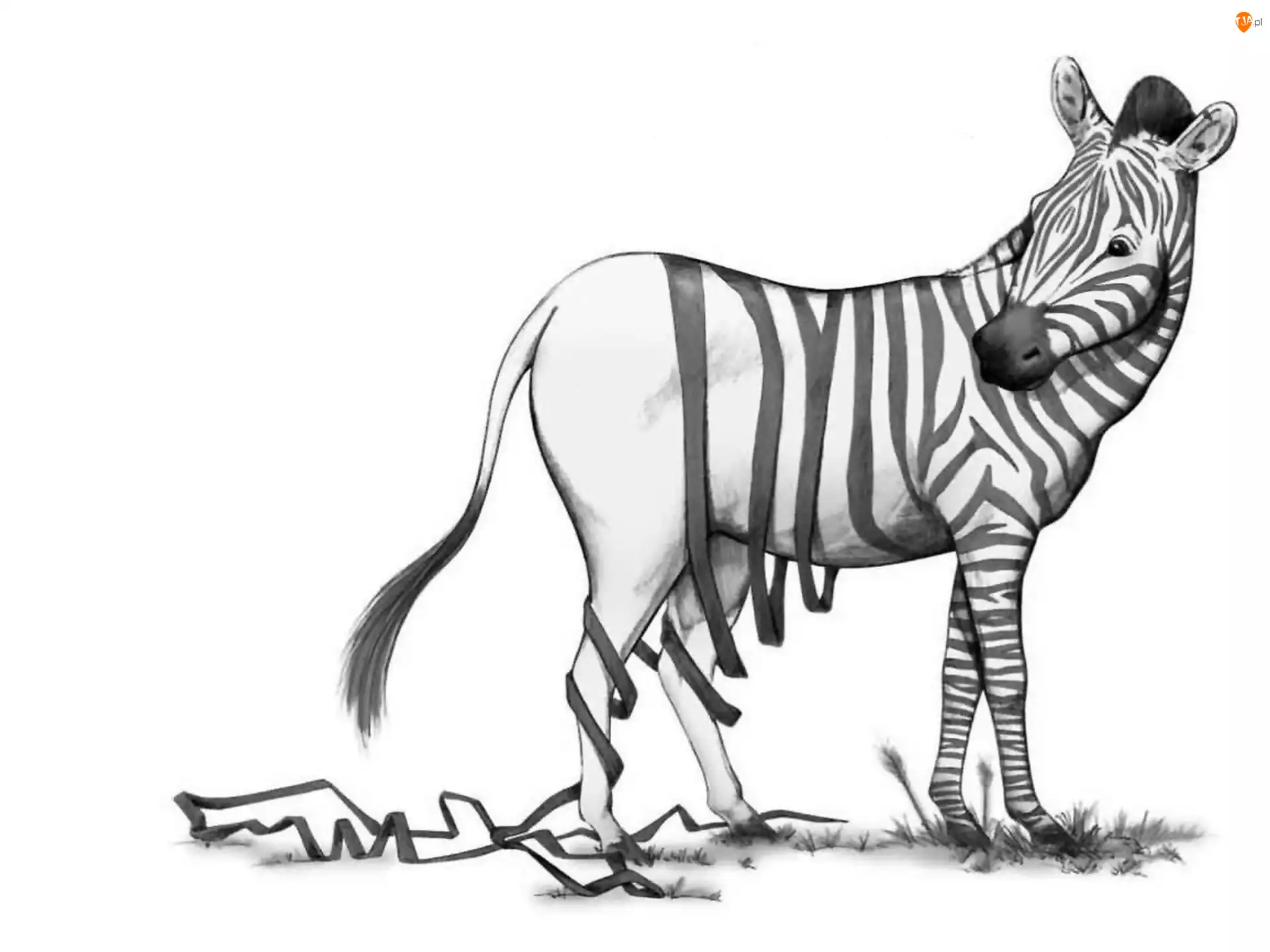 Zebra, Śmieszne