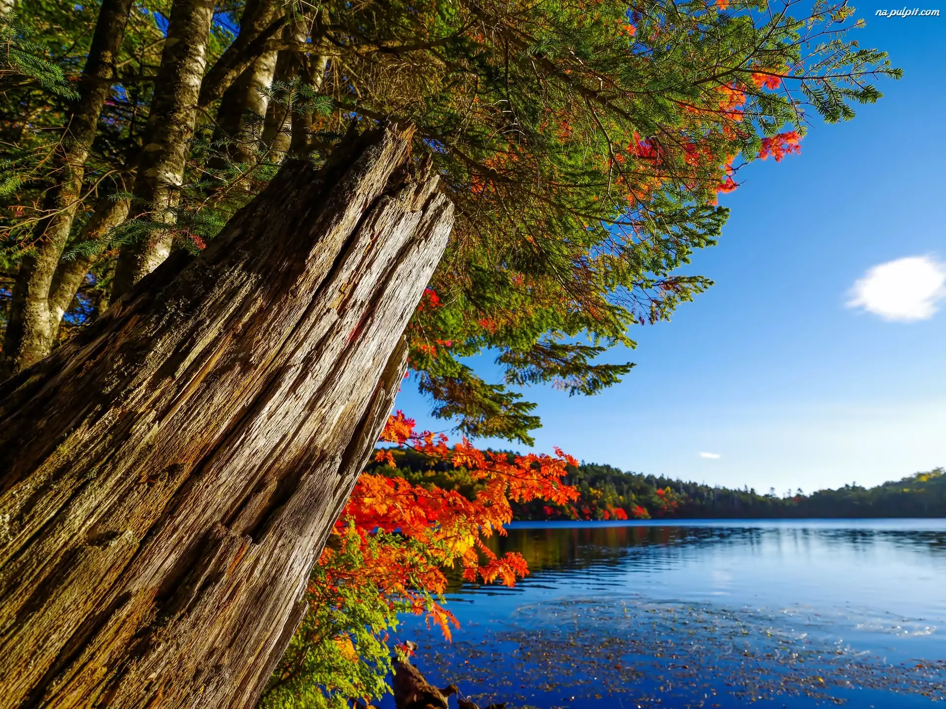 Drzewa, Jesień, Jezioro