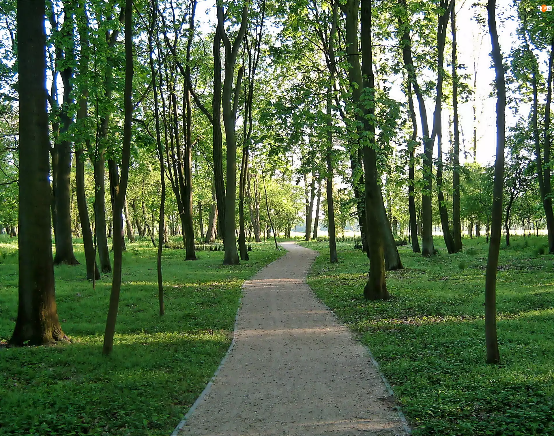 Drzewa, Park, Ścieżka
