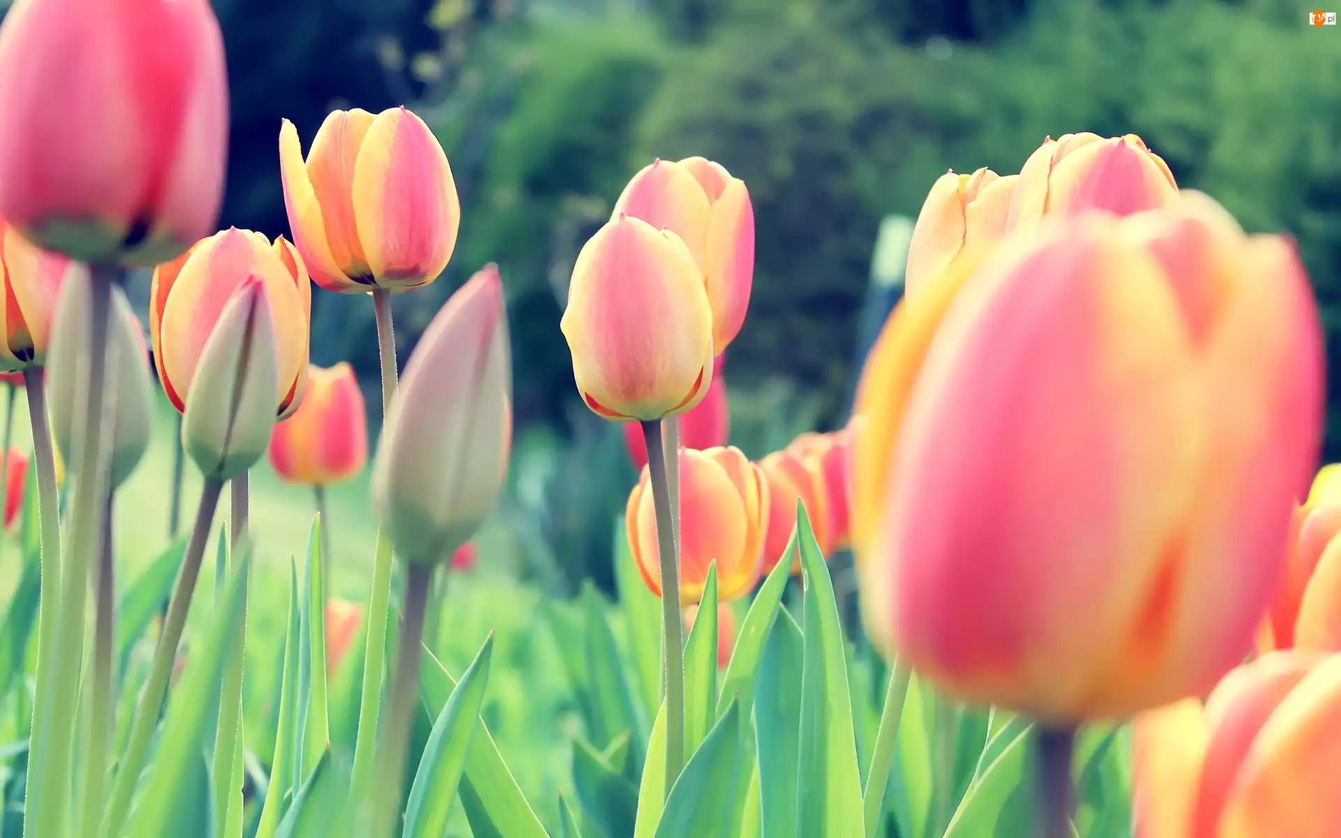Kwiaty, Tulipan, Tulipany