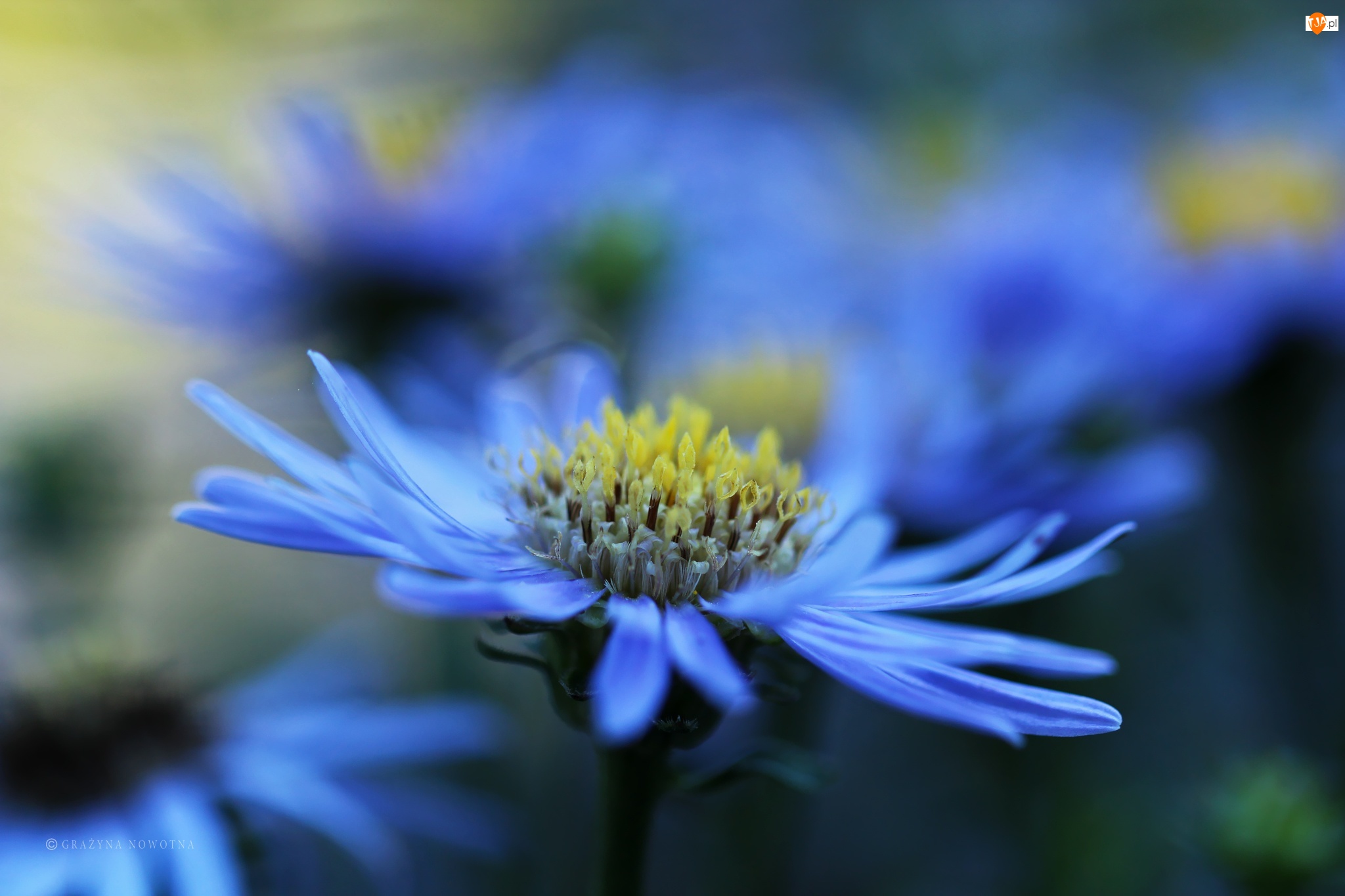 Kwiat, Aster, Niebieski