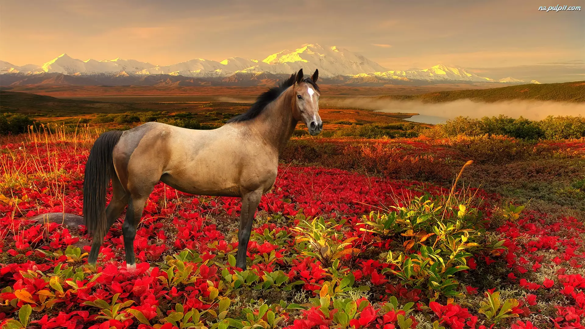 Góry, Koń, Kwiaty