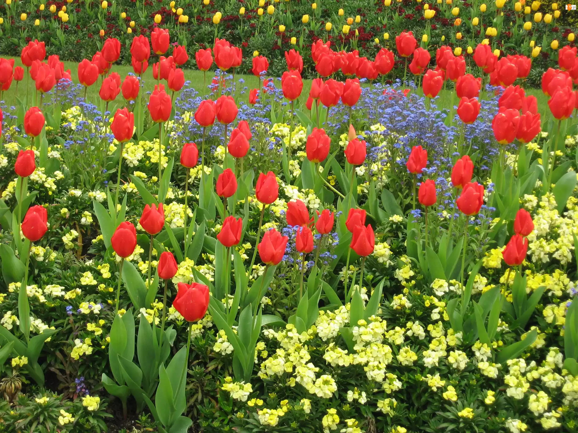 Tulipany, Wiosenne kwiaty