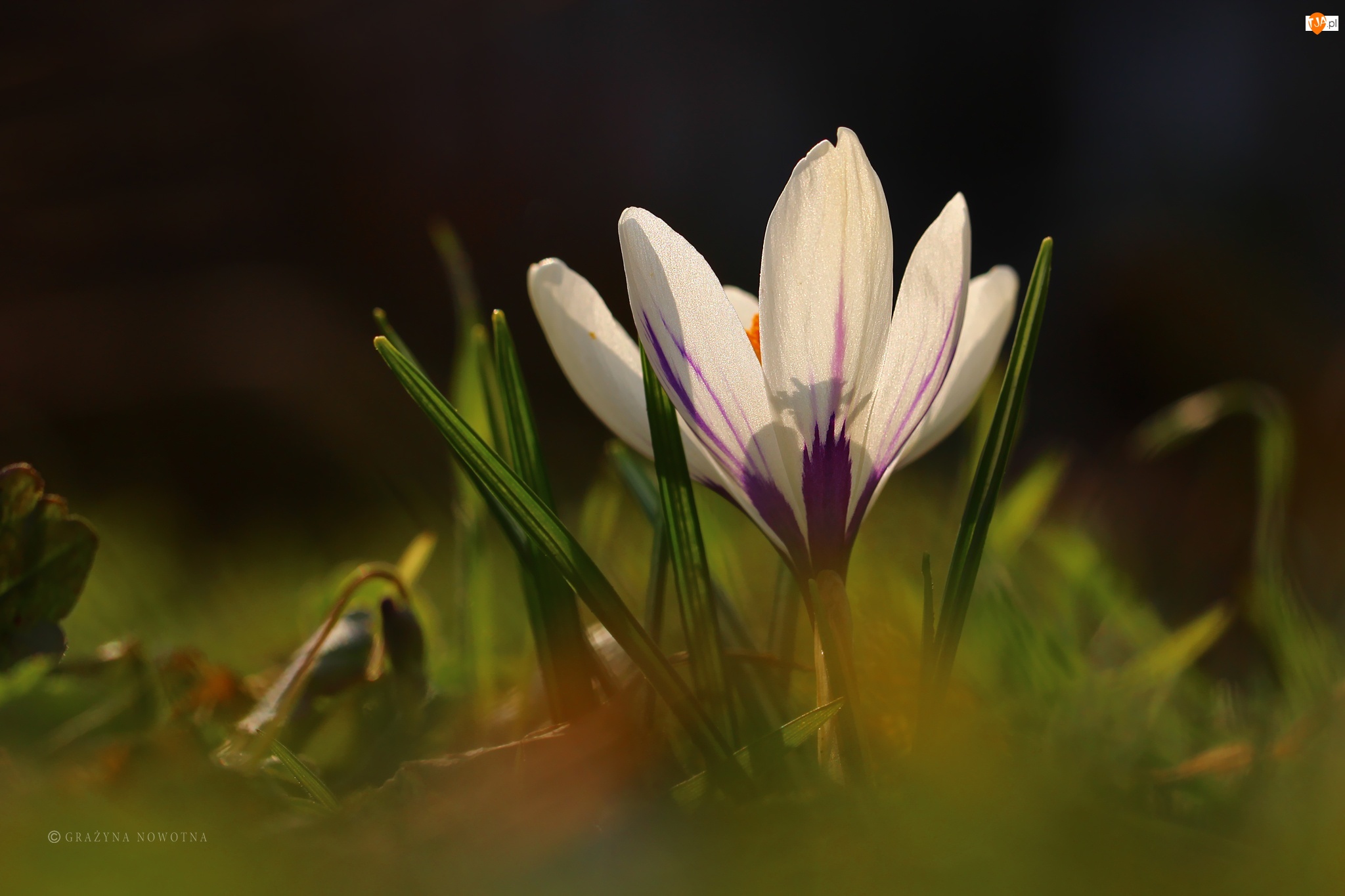 Biały, Wiosna, Krokus, Kwiat