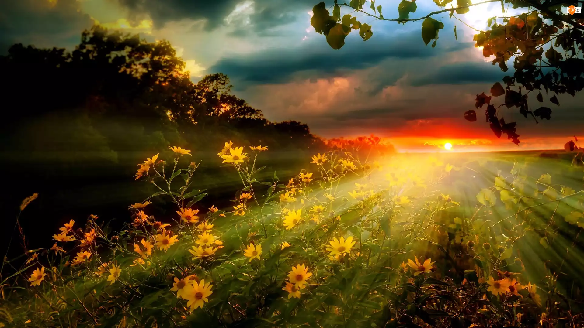 Kwiaty, Zachód Słońca, Ostatnie Promienie