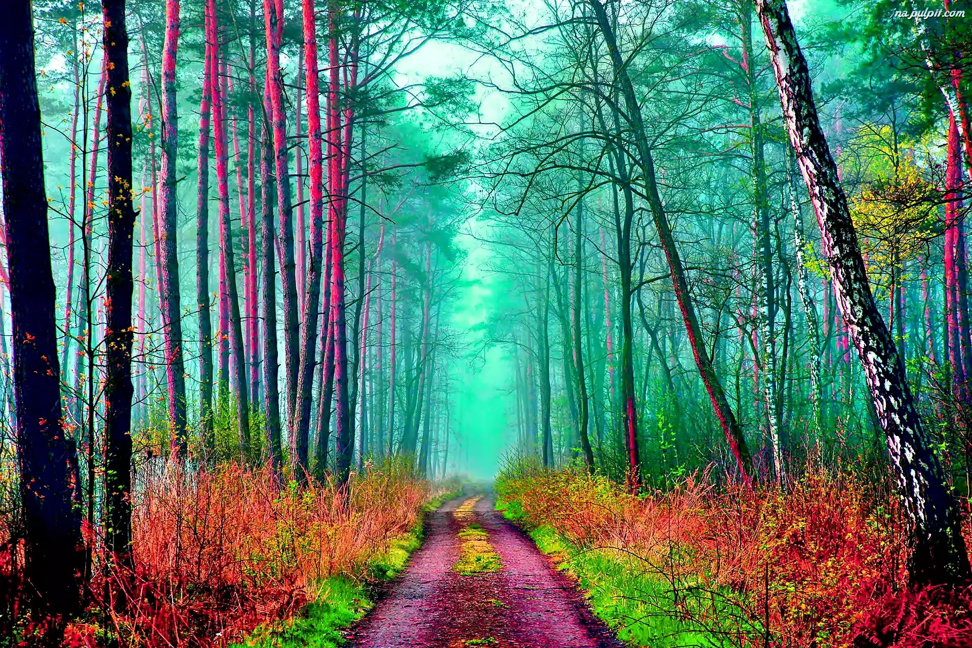 Ścieżka, Kolorowa, Las, Jesień, Drzewa