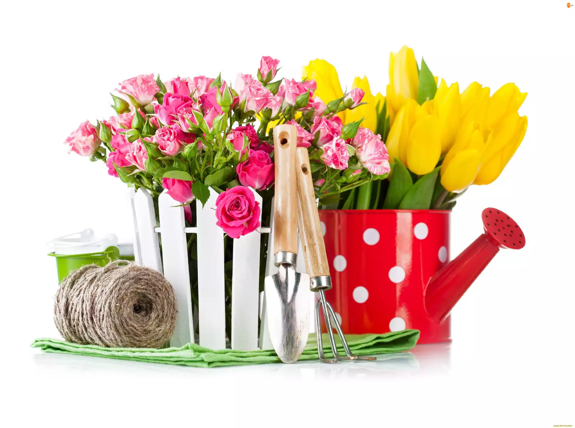 Konewka, Kwiaty, Róże, Tulipany