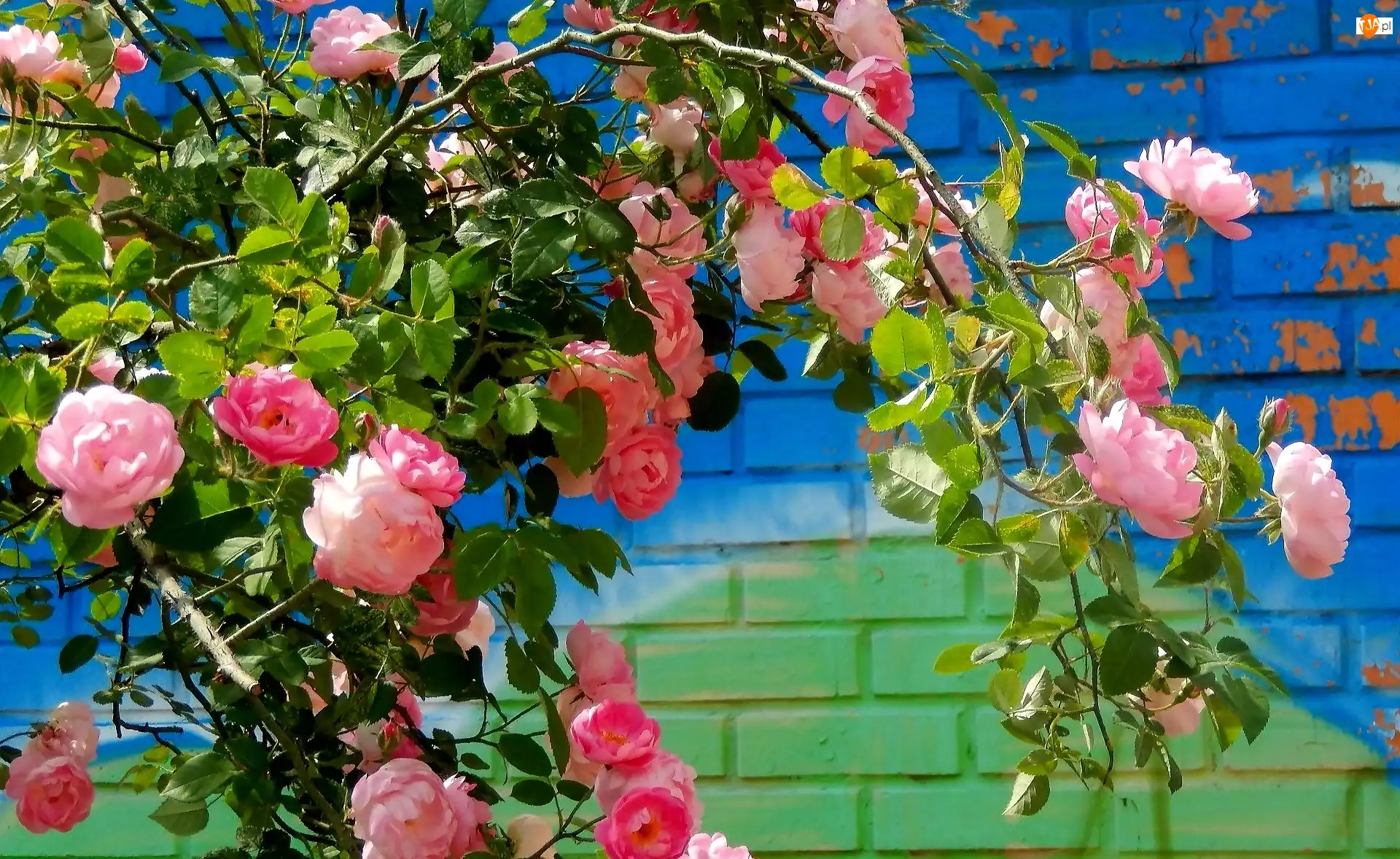 Ściana, Różowe, Pnące Róże
