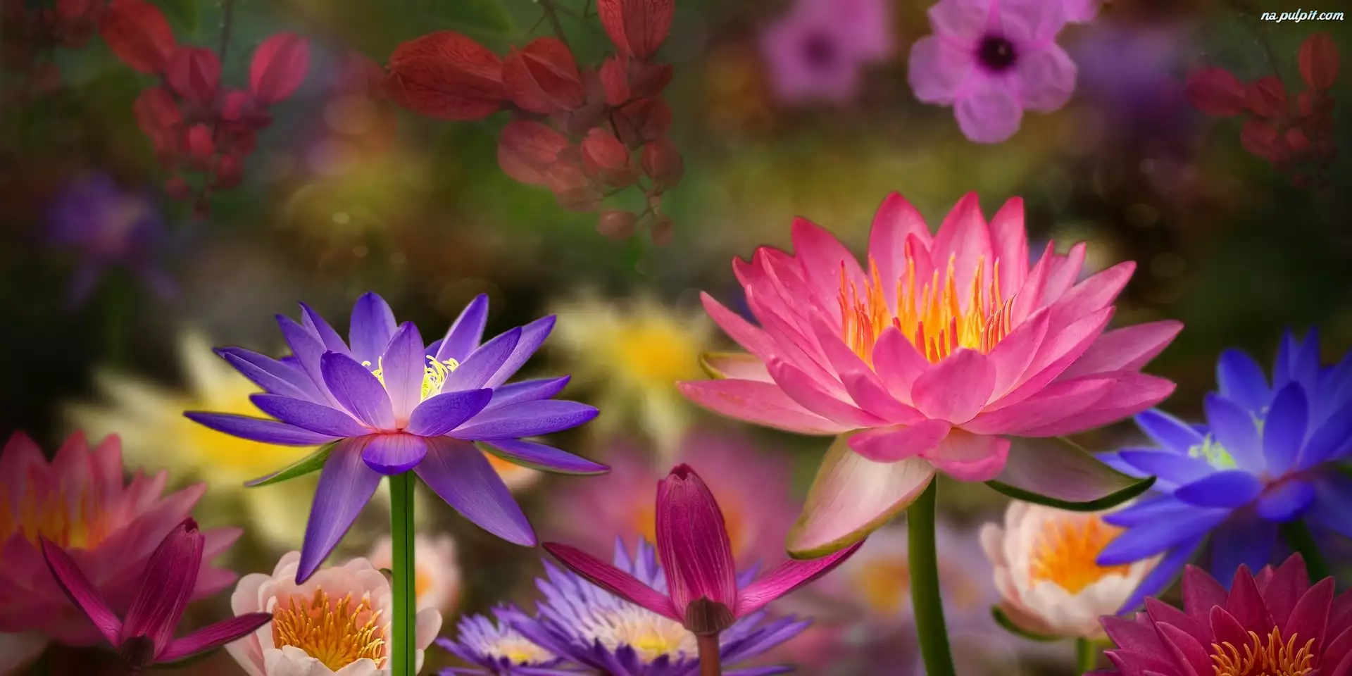 Lilia wodna, Kolorowe, Kwiaty