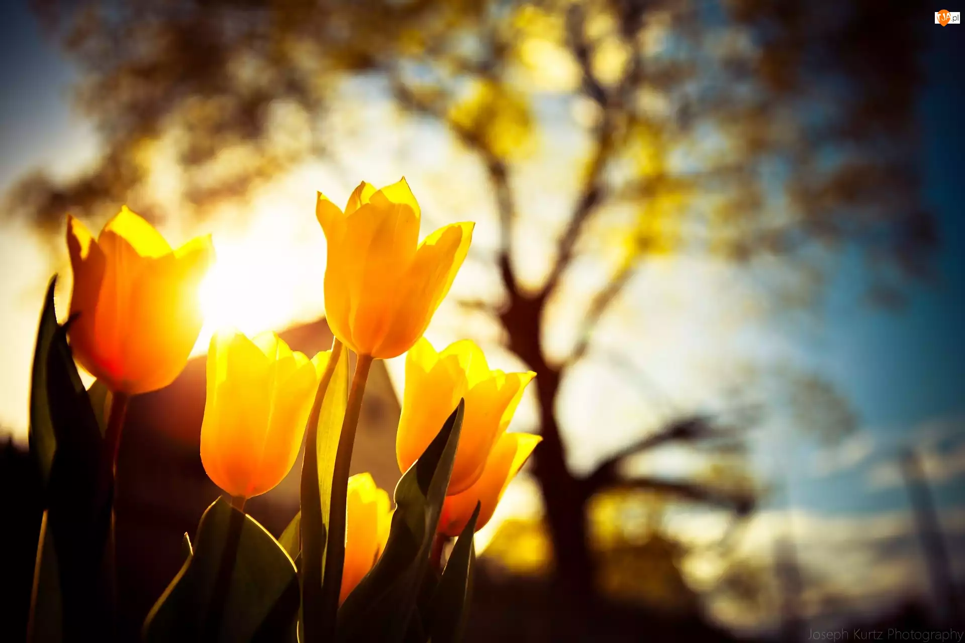 Drzewo, Tulipany, Światło