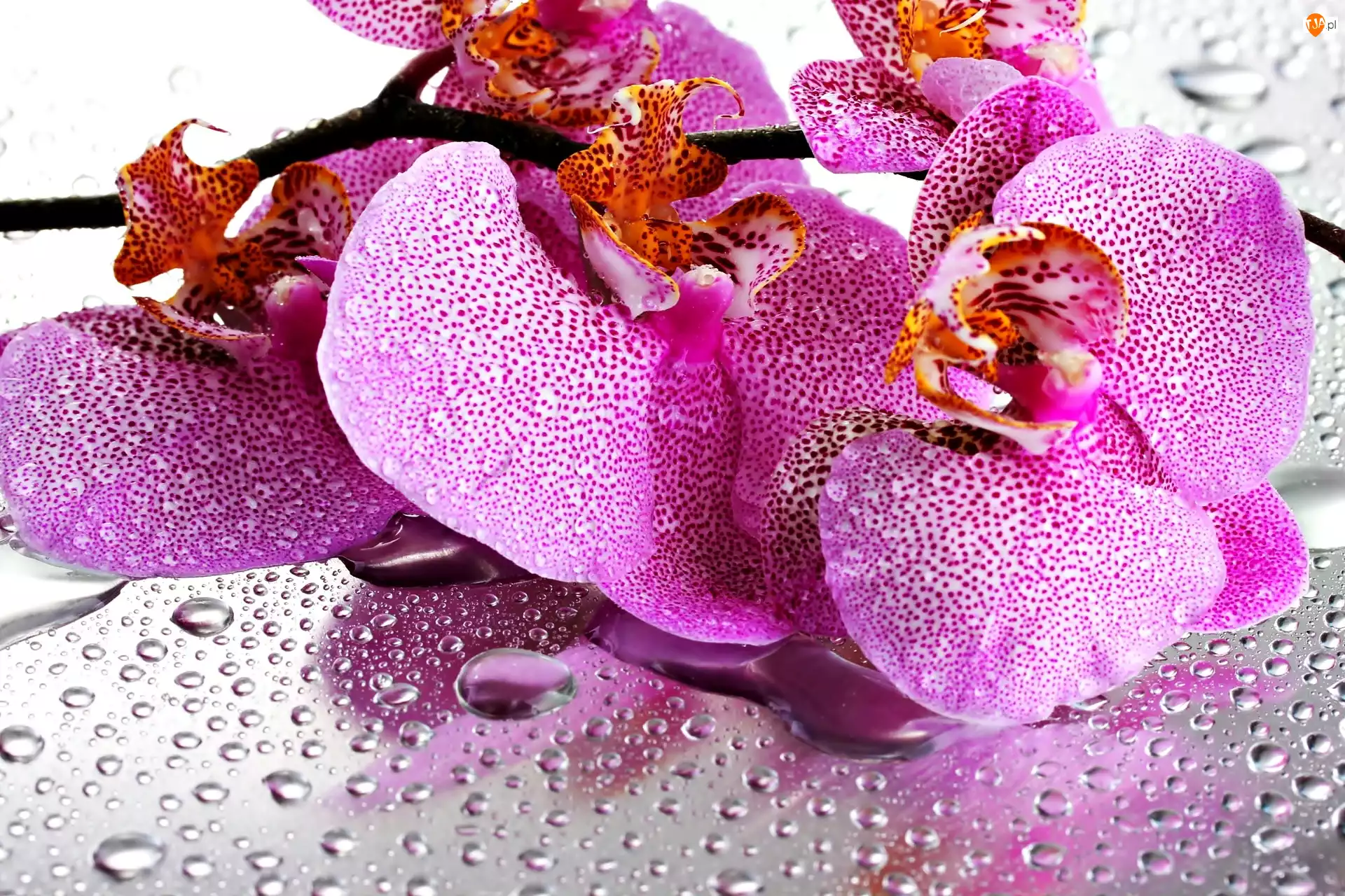 Wody, Różowa, Orchidea, Krople