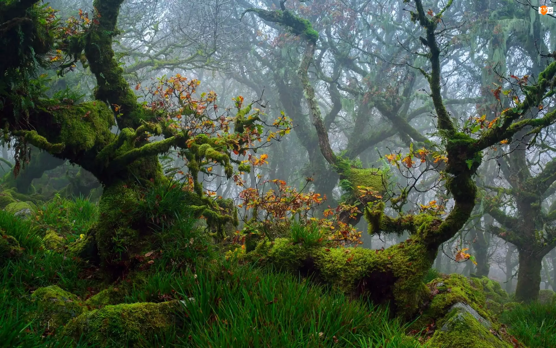 Devon, Jesień, Drzewa, Las, Anglia, Mech, Park Narodowy Dartmoor