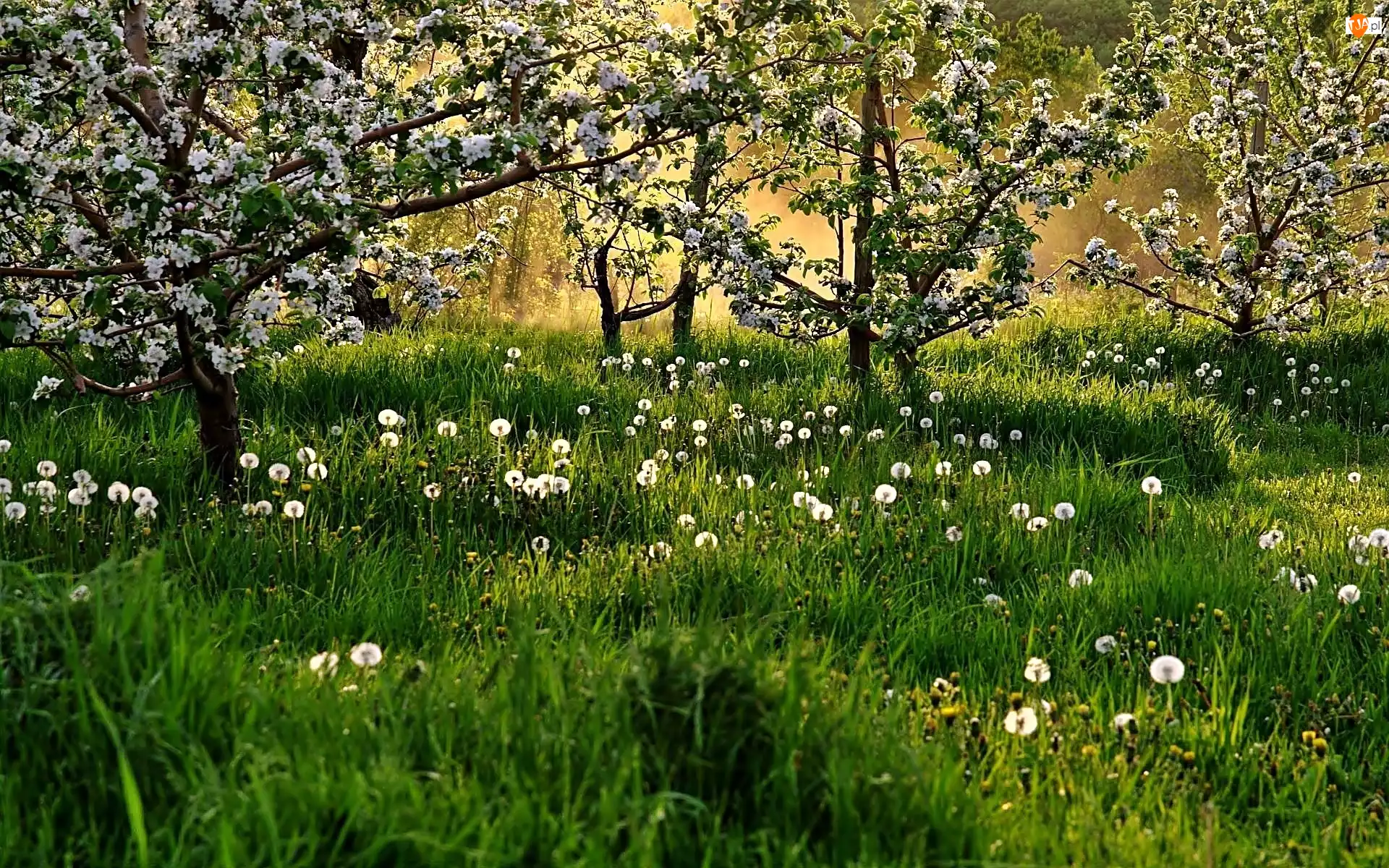 Drzewa, Dmuchawce, Kwitnące, Wiosna, Łąka