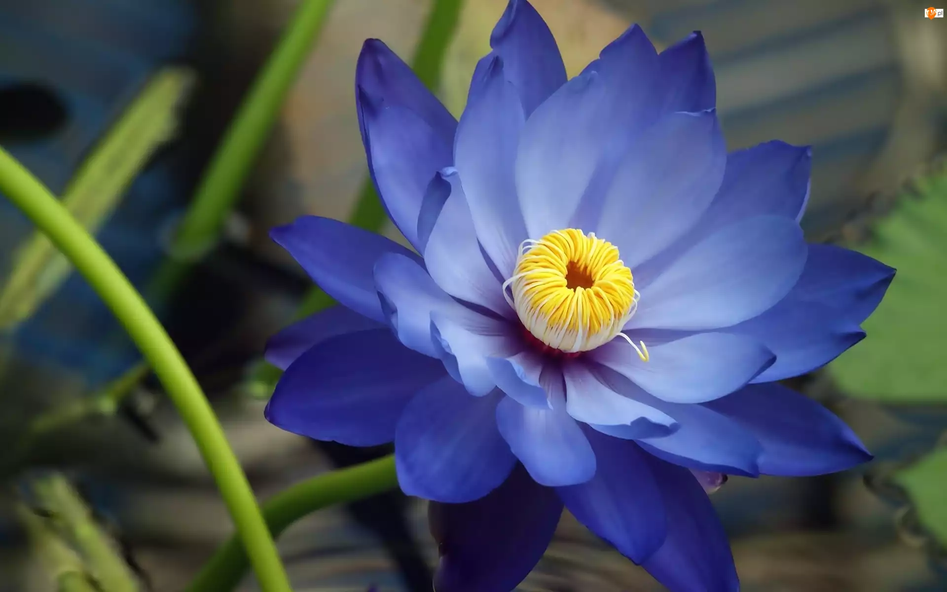 Lilia wodna, Niebieski, Kwiat