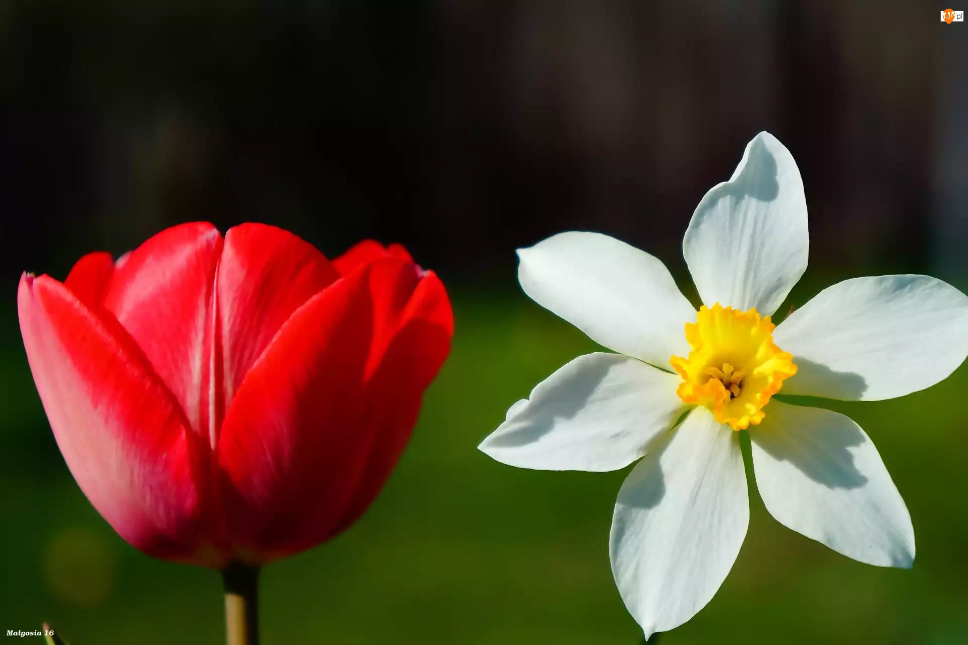 Kwiaty, Narcyz, Wiosenne, Tulipan