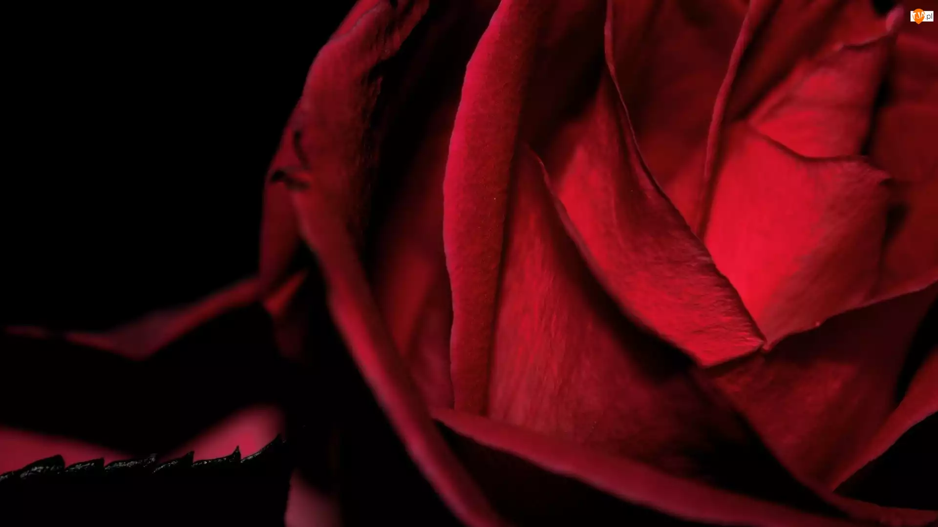 Czarny Listek, Kwiat, Czerwona Róża