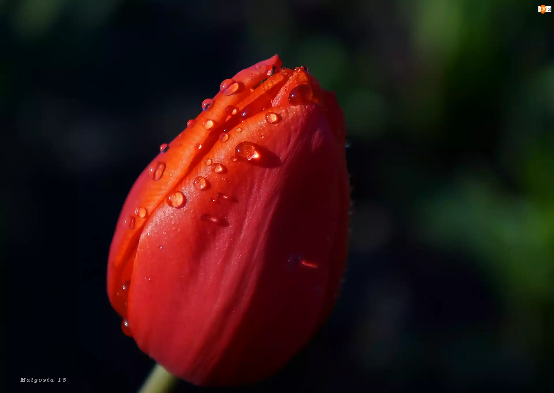 Czerwony, Krople, Kwiat, Tulipan