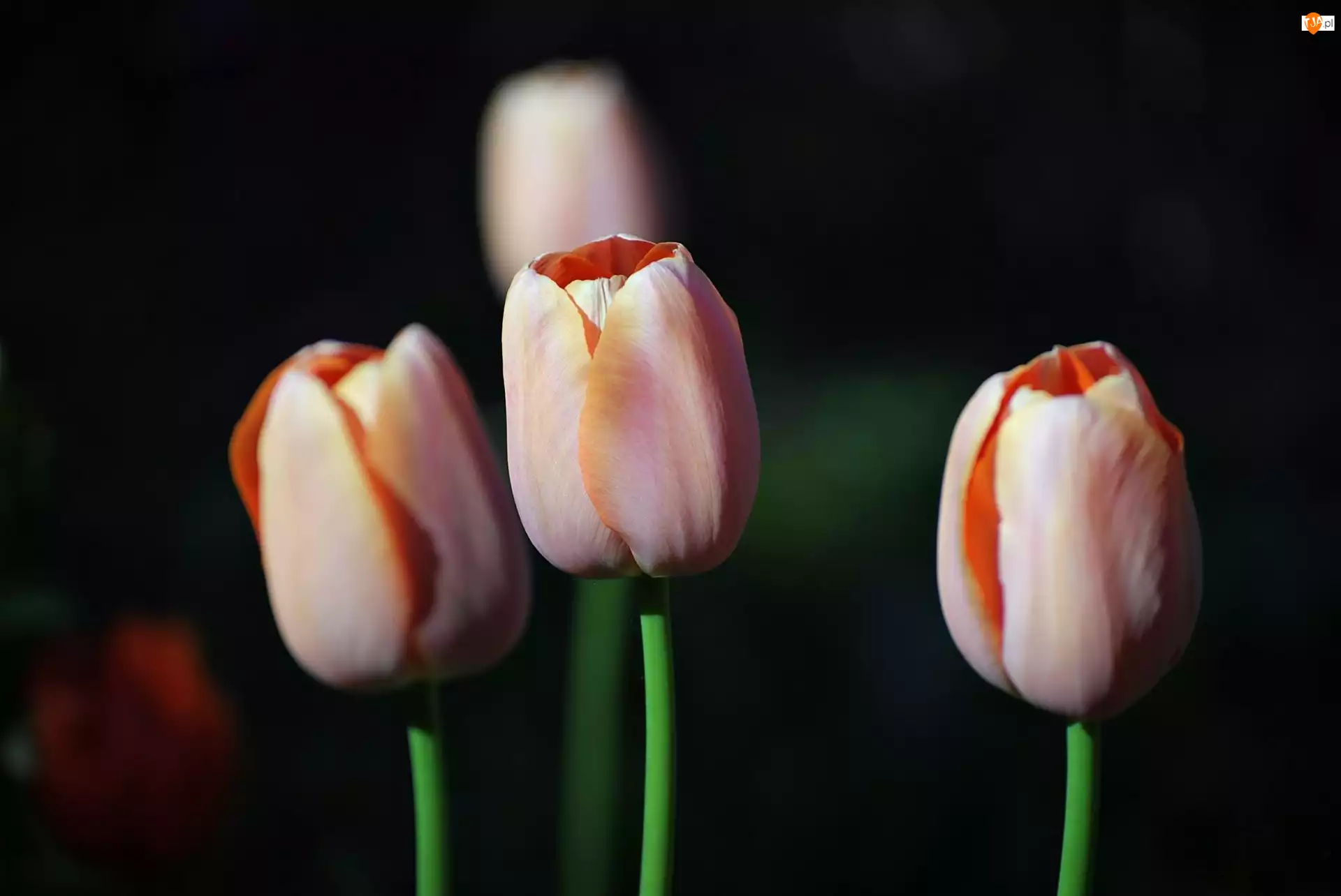 Tło, Tulipany, Czarne