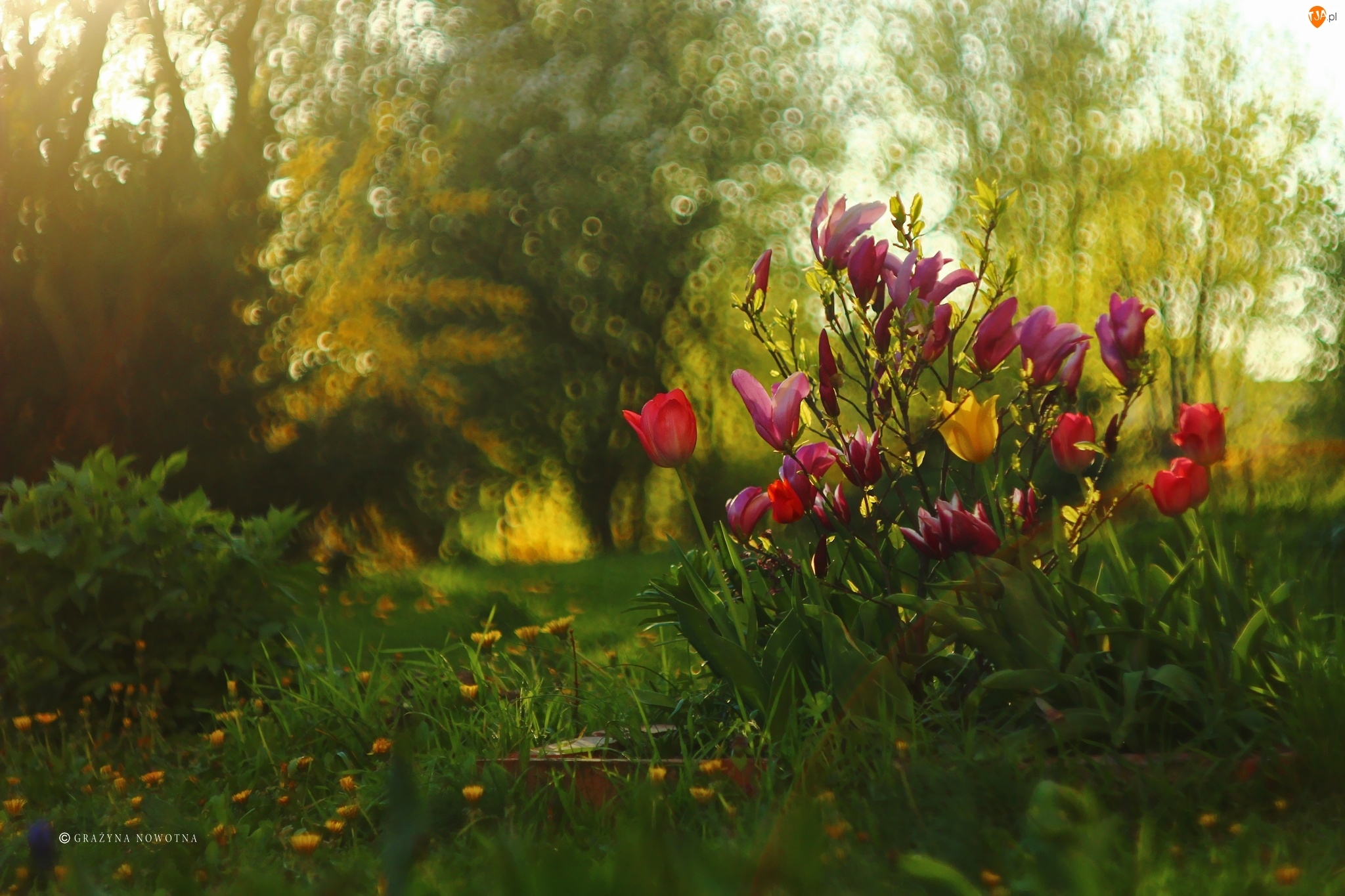Tulipany, Wiosna, Magnolie, Kwiaty