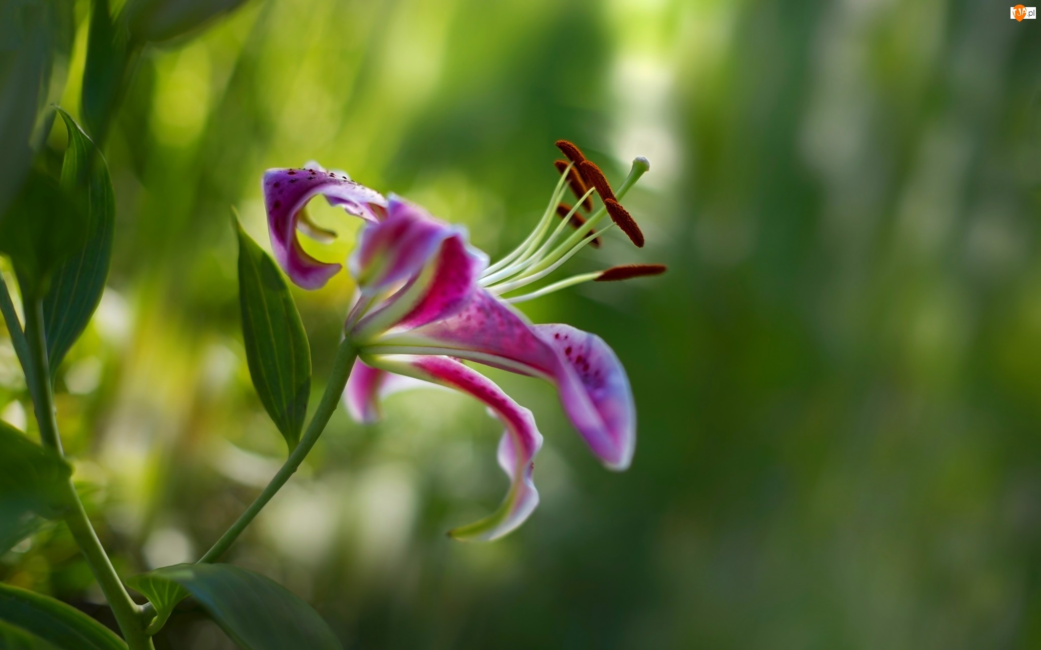 Lila Tygrysia, Kwiat